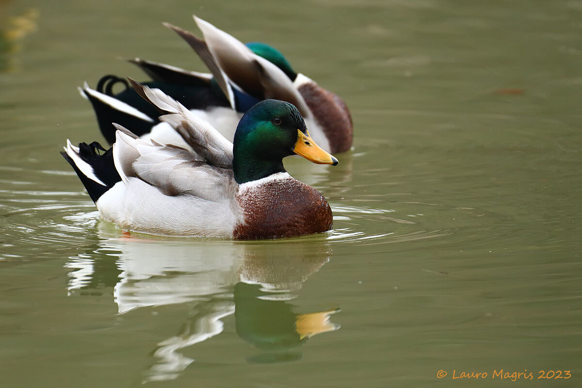 Mallards