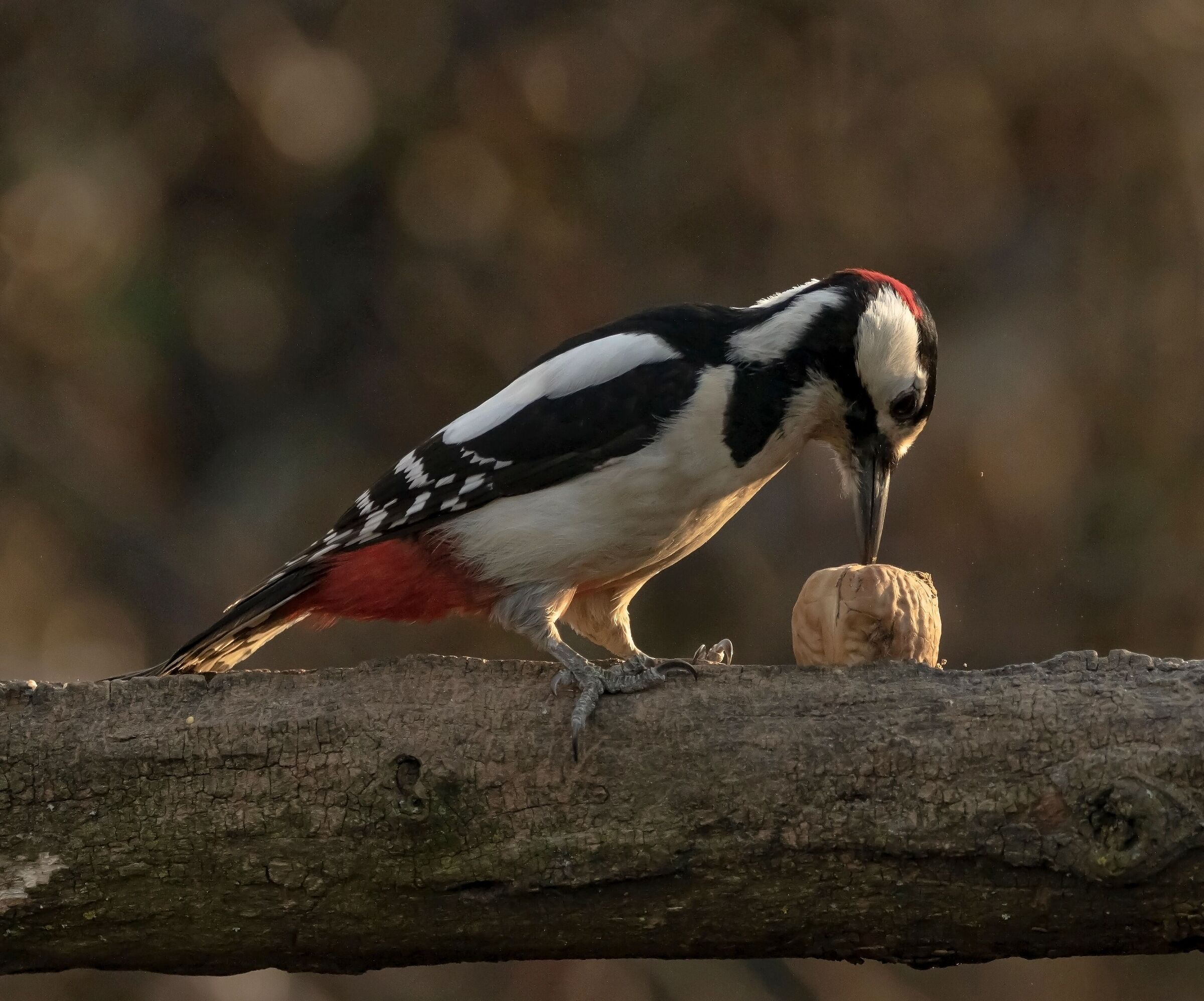 Picchio Rosso Mag.maschio Oasi Lipu Cesano M. 8/02/2023