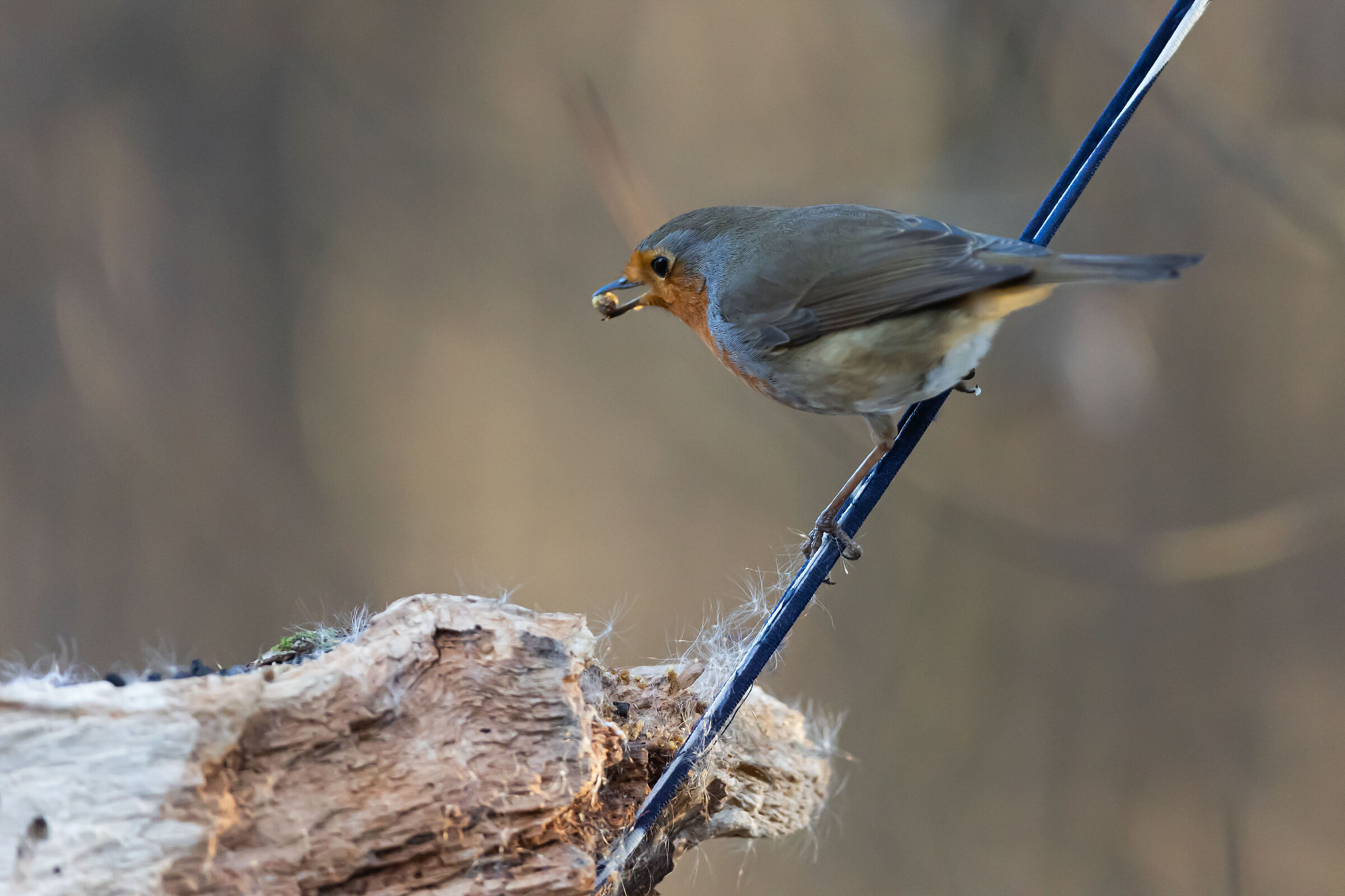 Saletti Oasis - Nembro