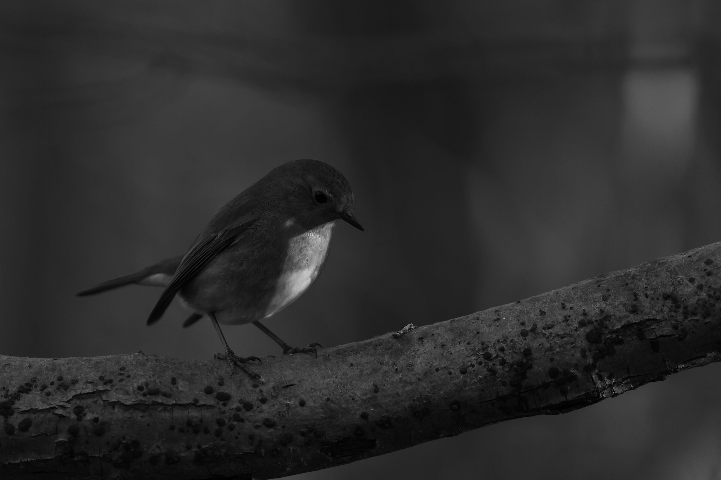 Saletti Oasis - Nembro