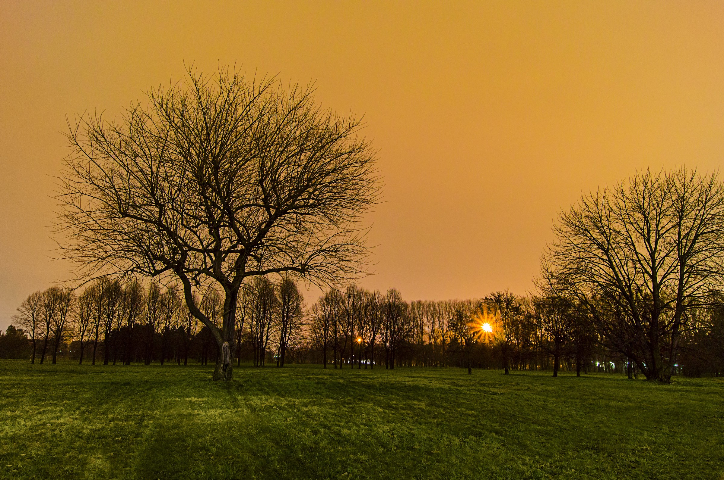 I'm alone like this tree