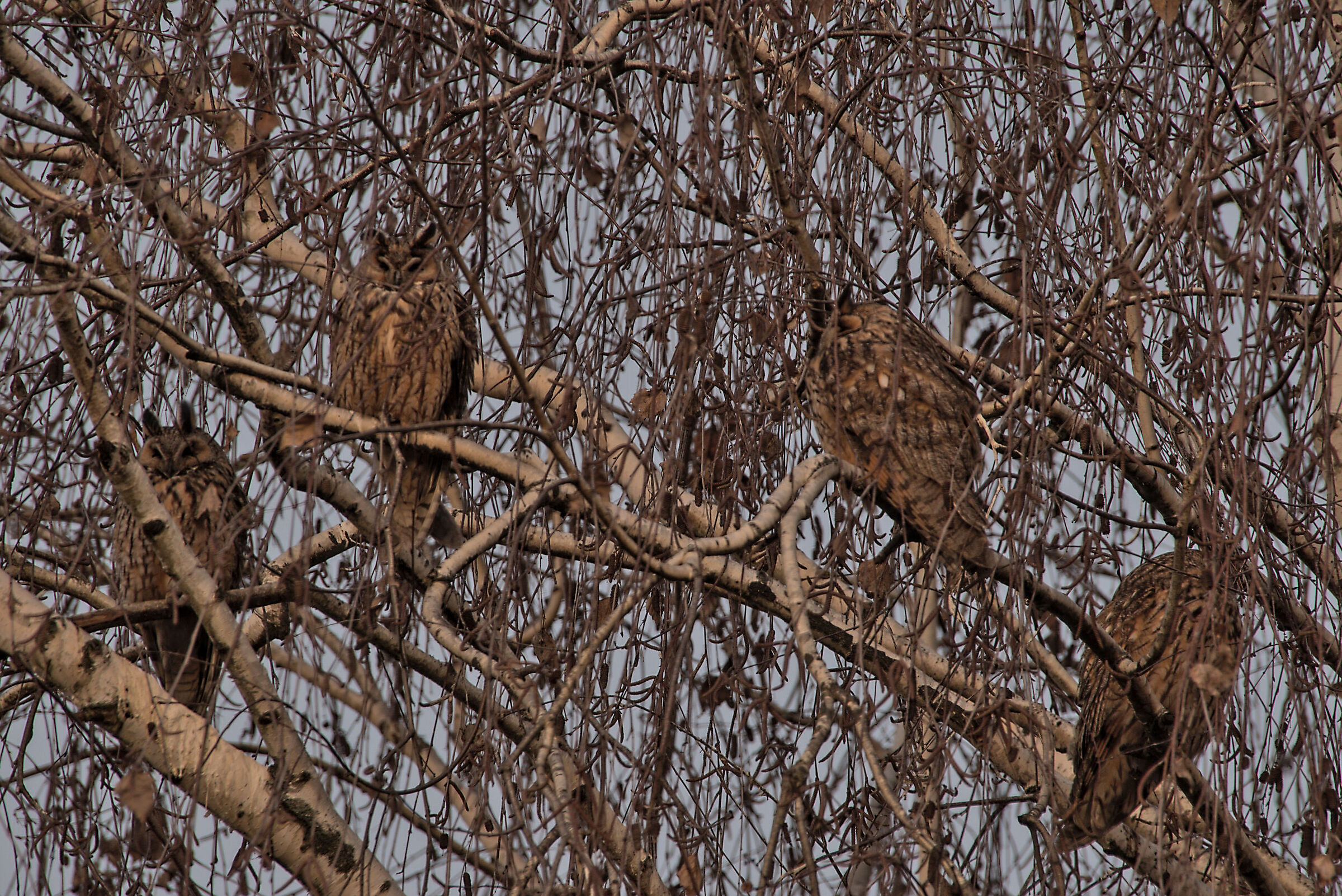Long-eared owl