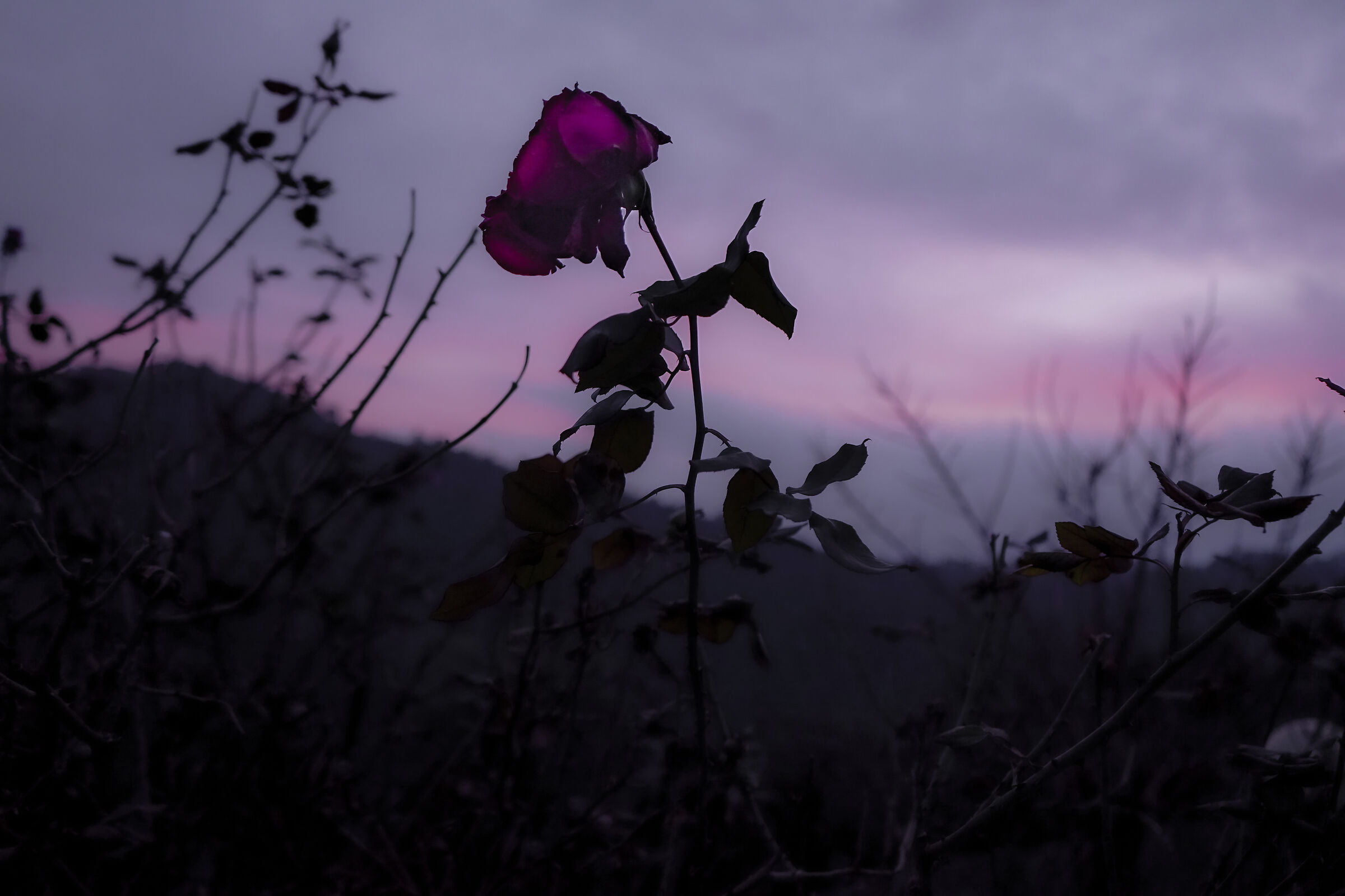 Every rose has its thorns