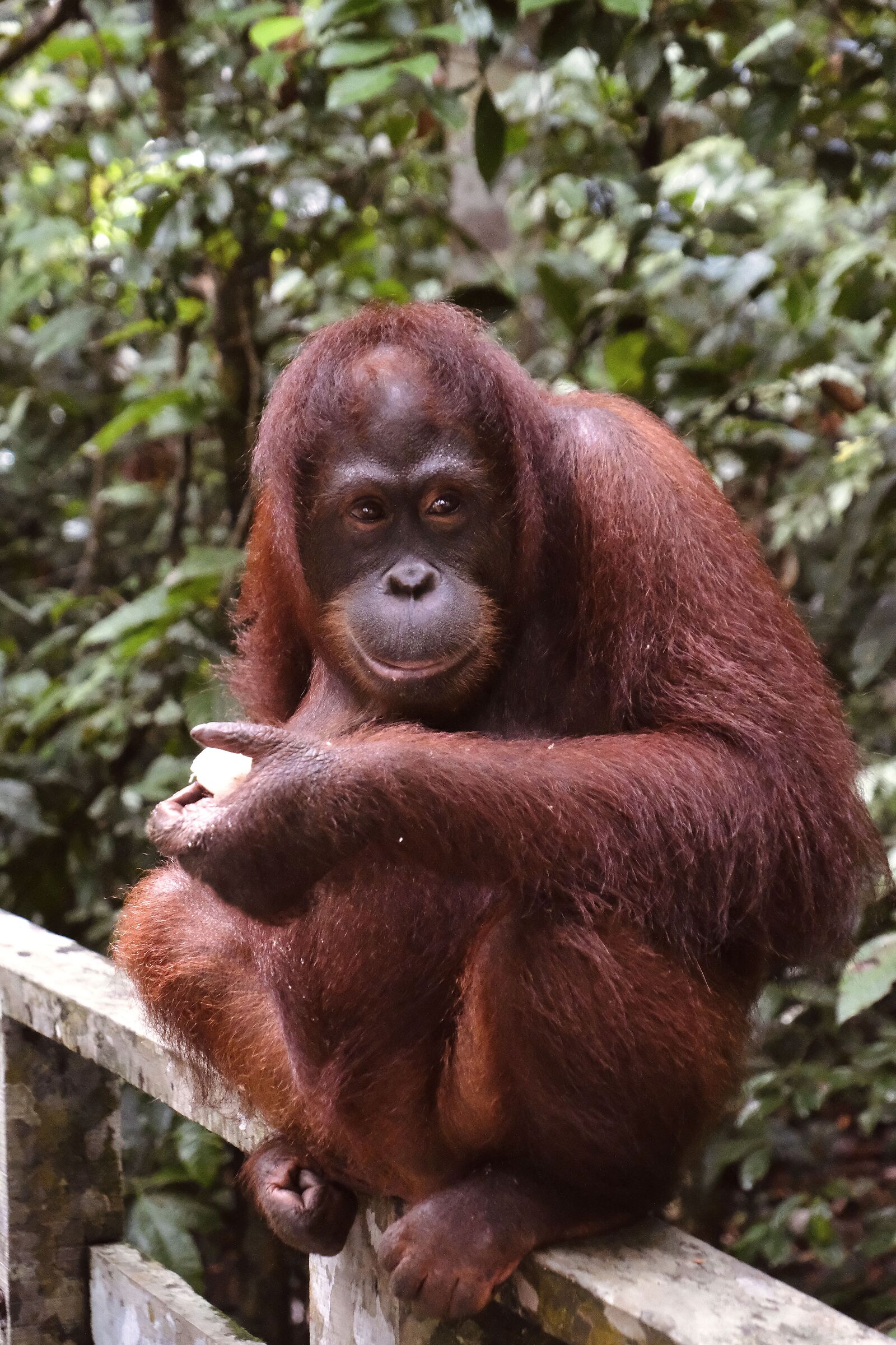 Meeting an orangutan