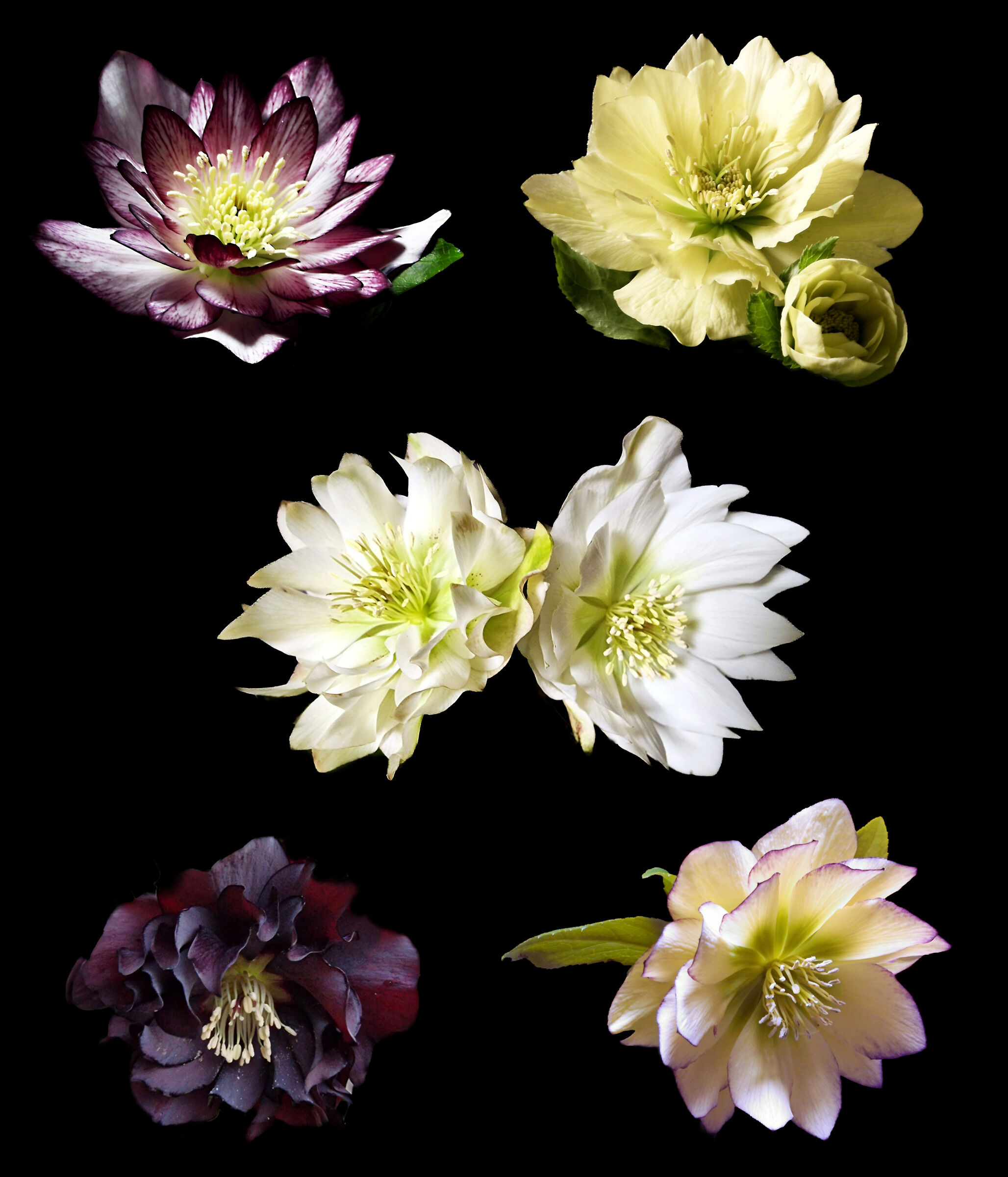 Helleborus 2023