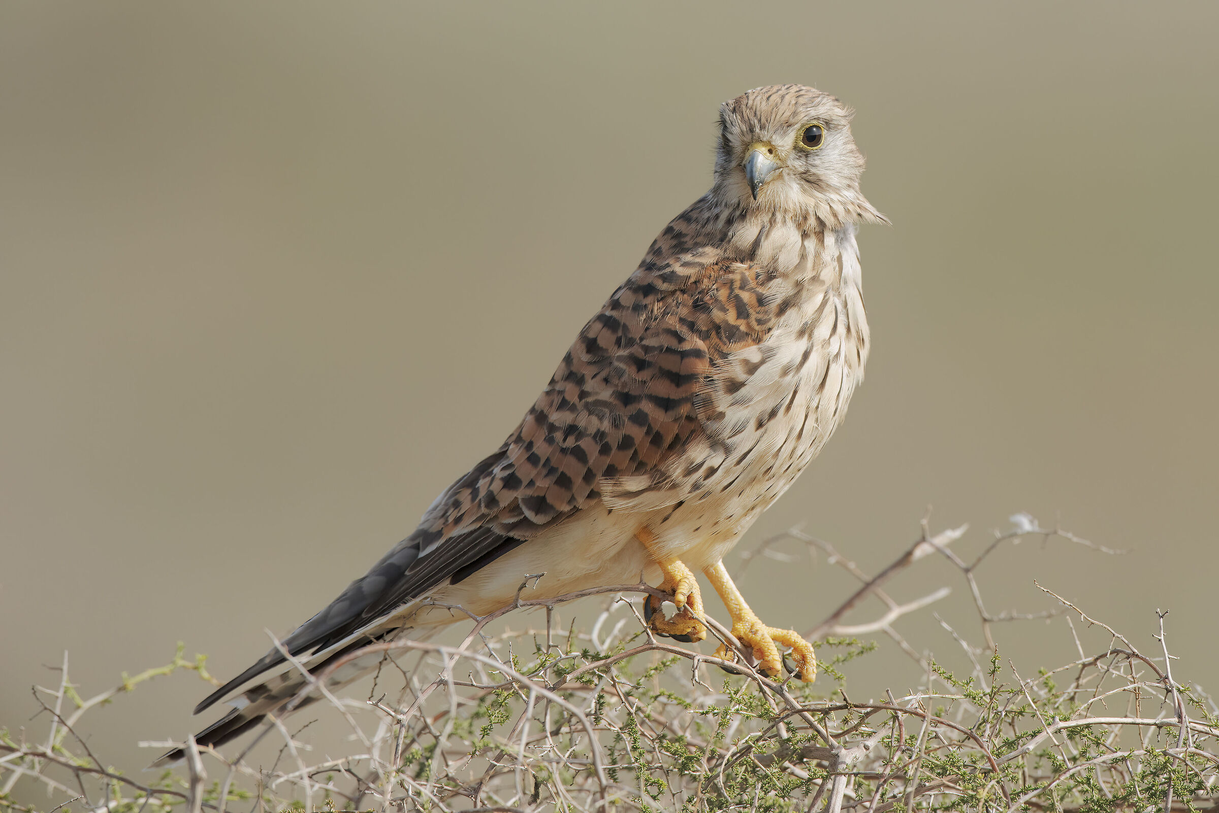 kestrel