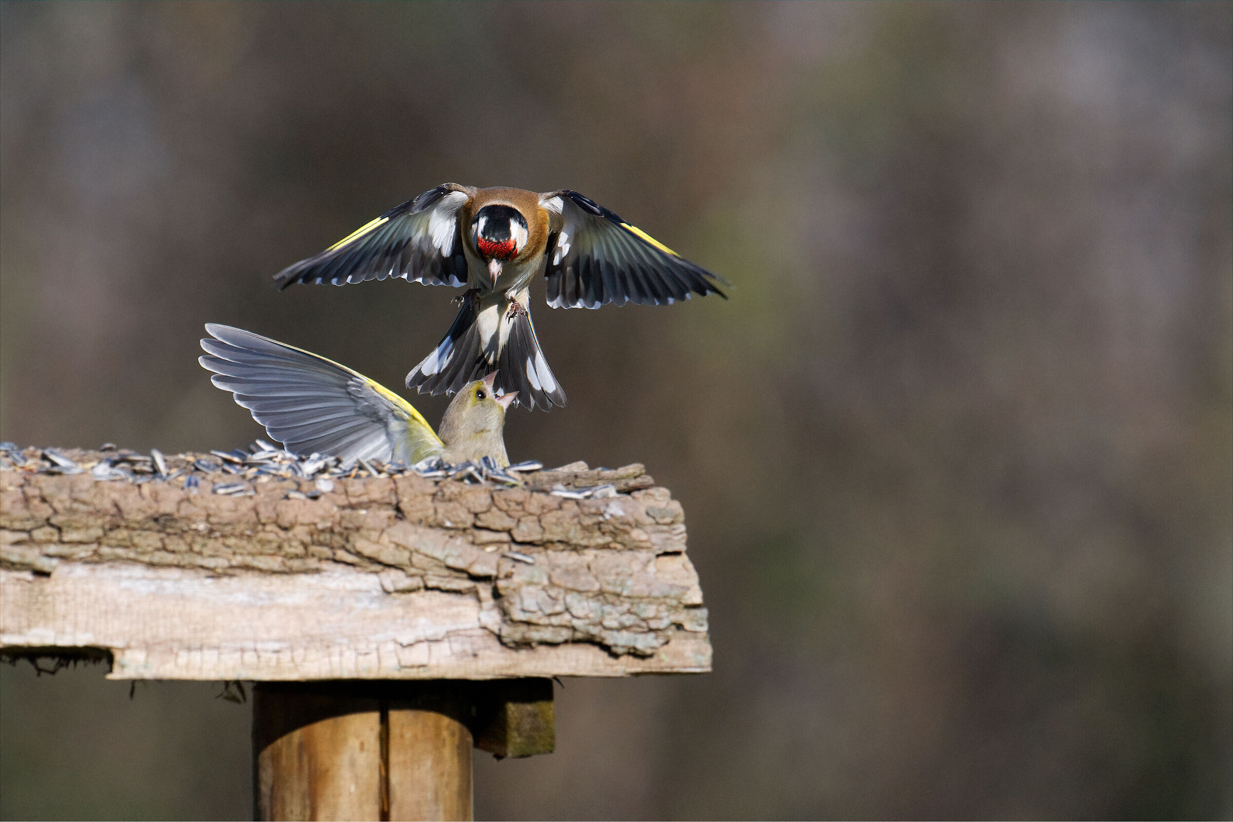 Verdone vs cardellino
