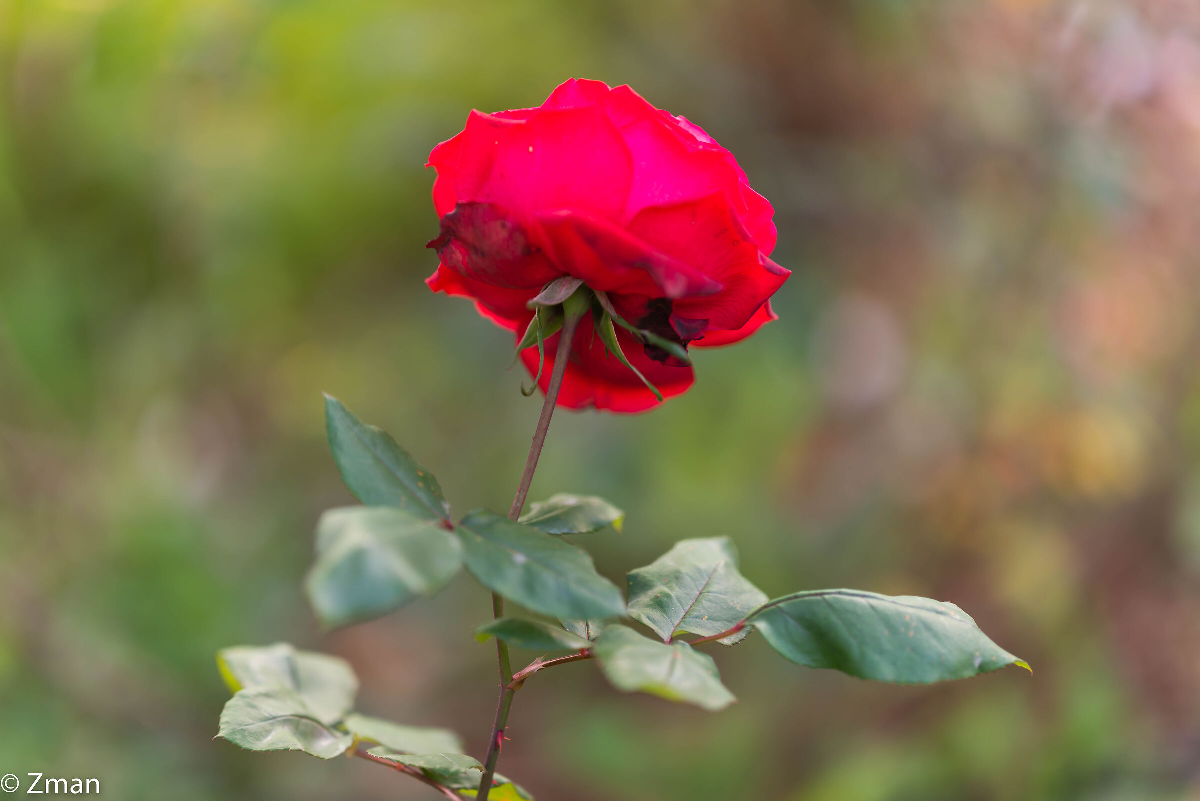Rosa Rossa