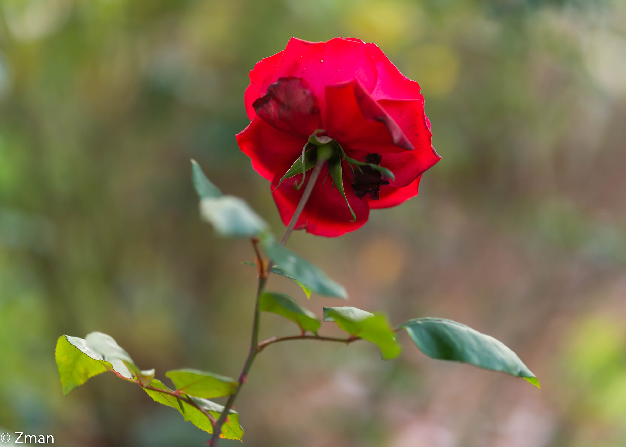 Rosa Rossa