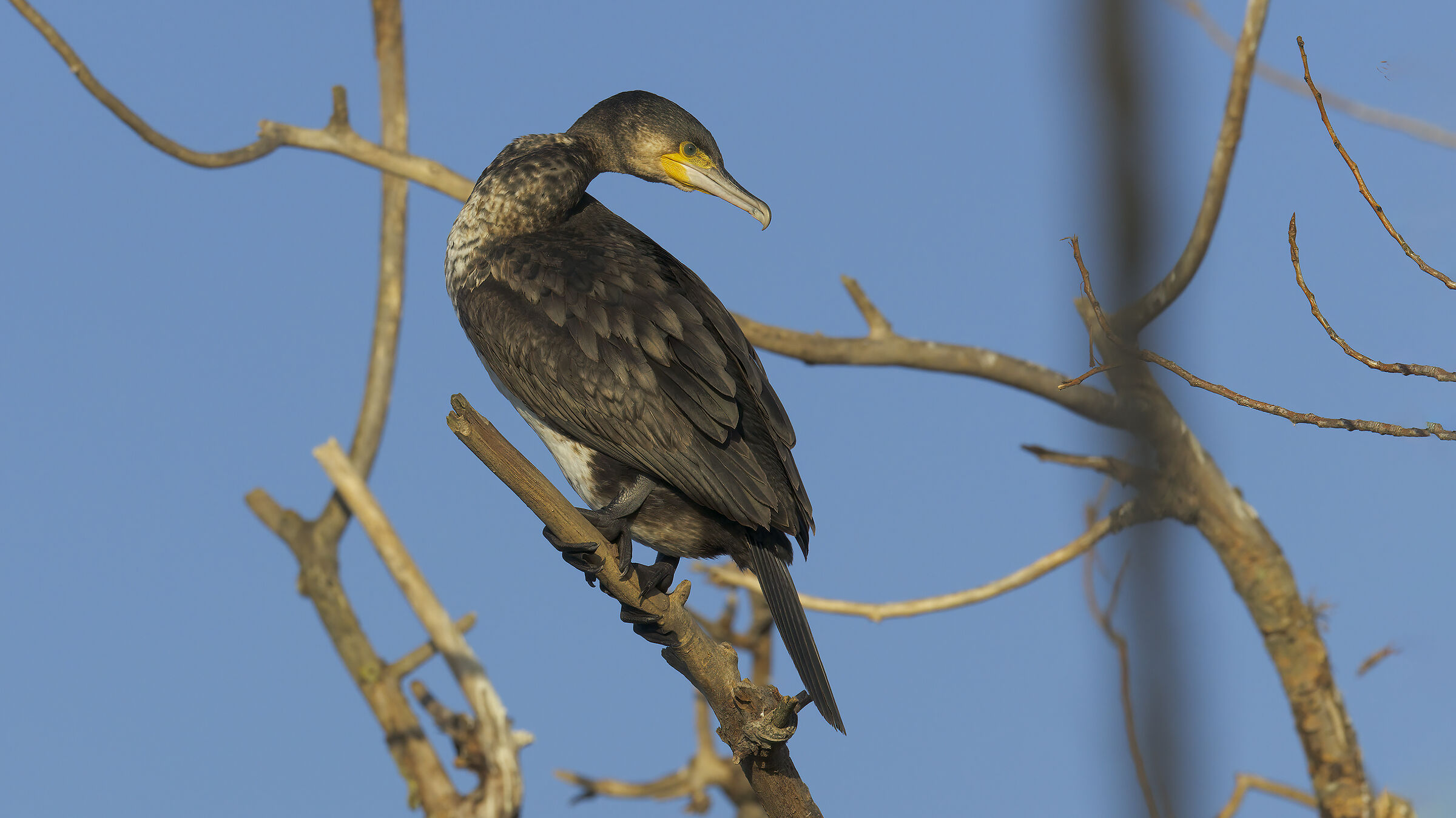cormorano casalingo