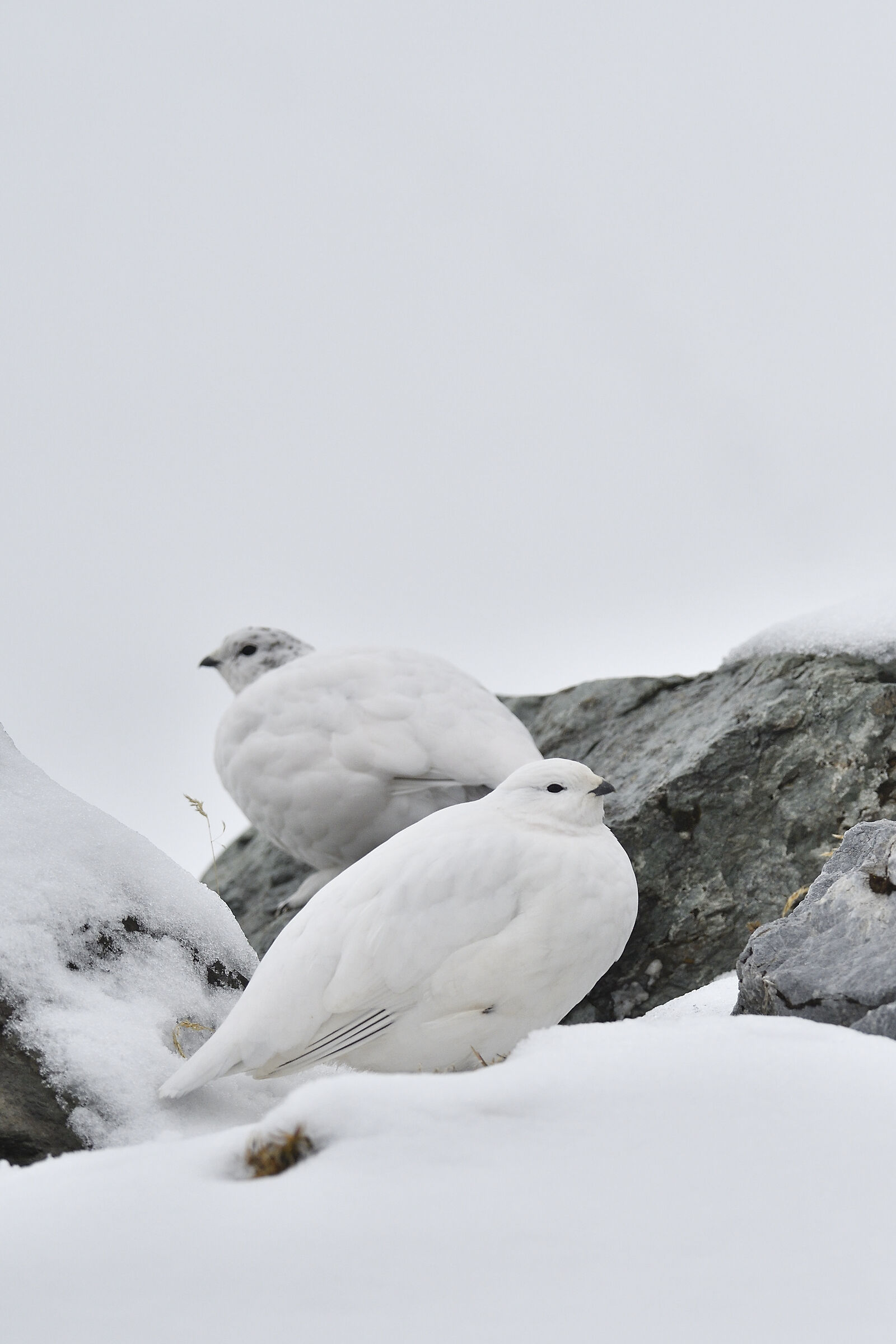 La coppia in bianco