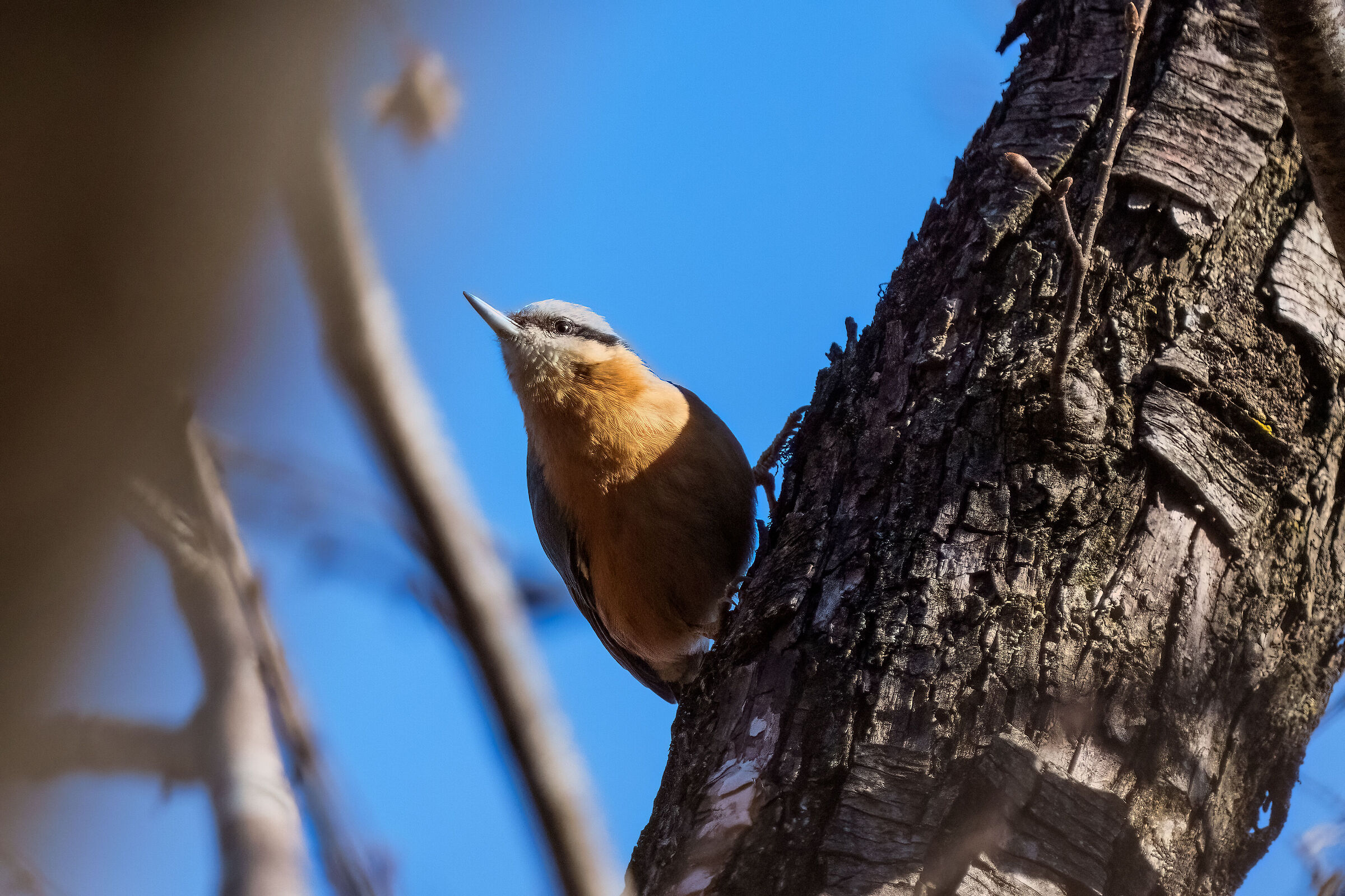 Wallcreeper
