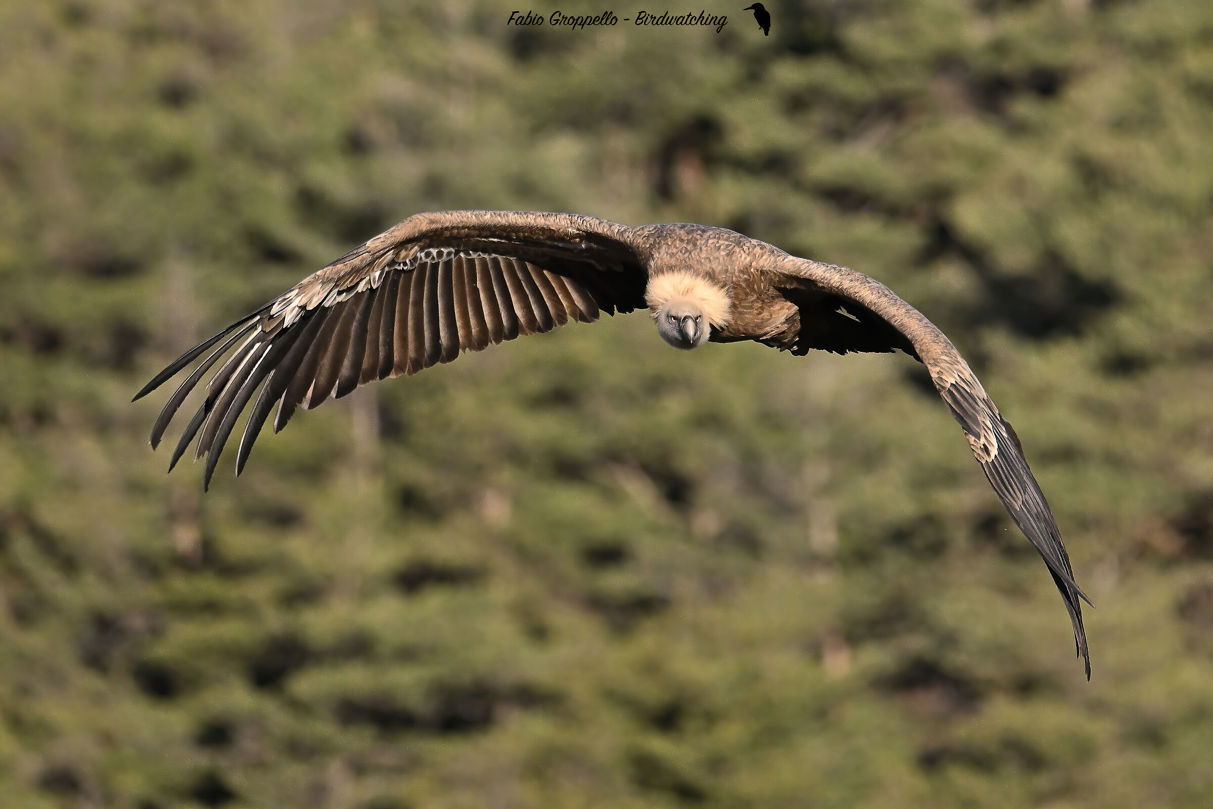 Bearded vulture
