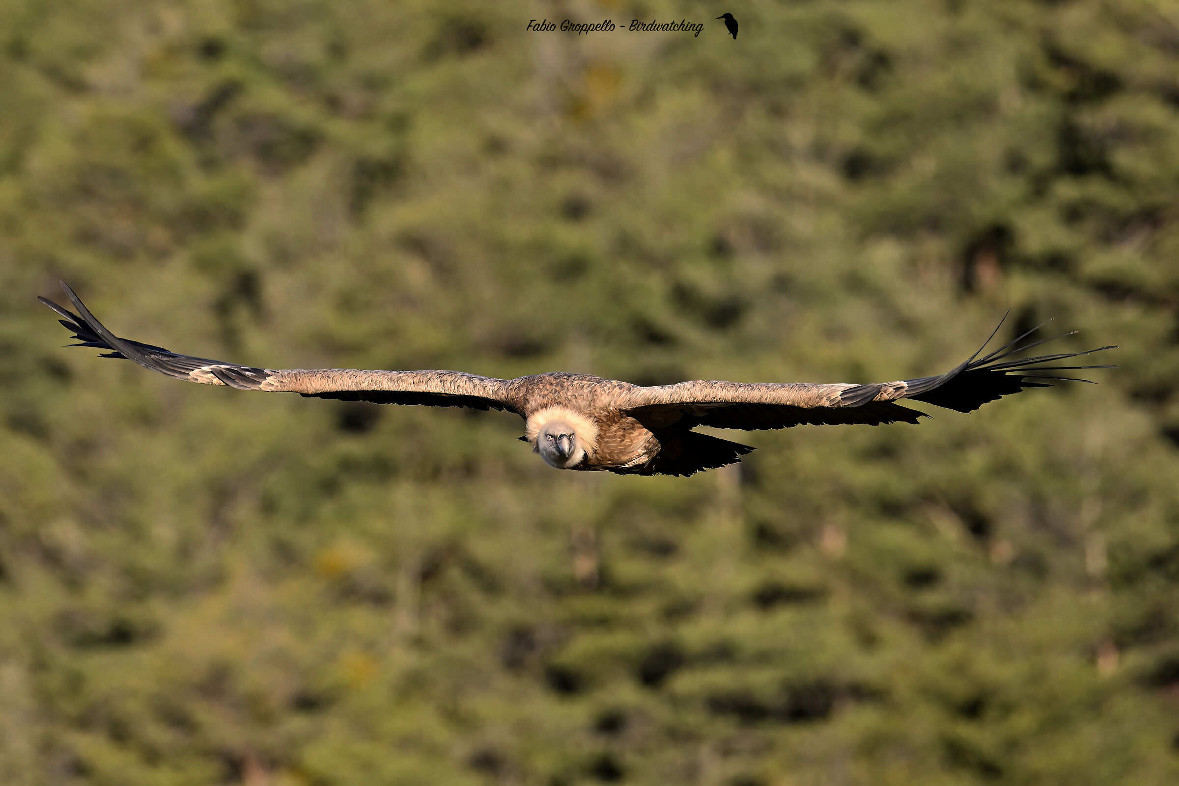 Bearded vulture