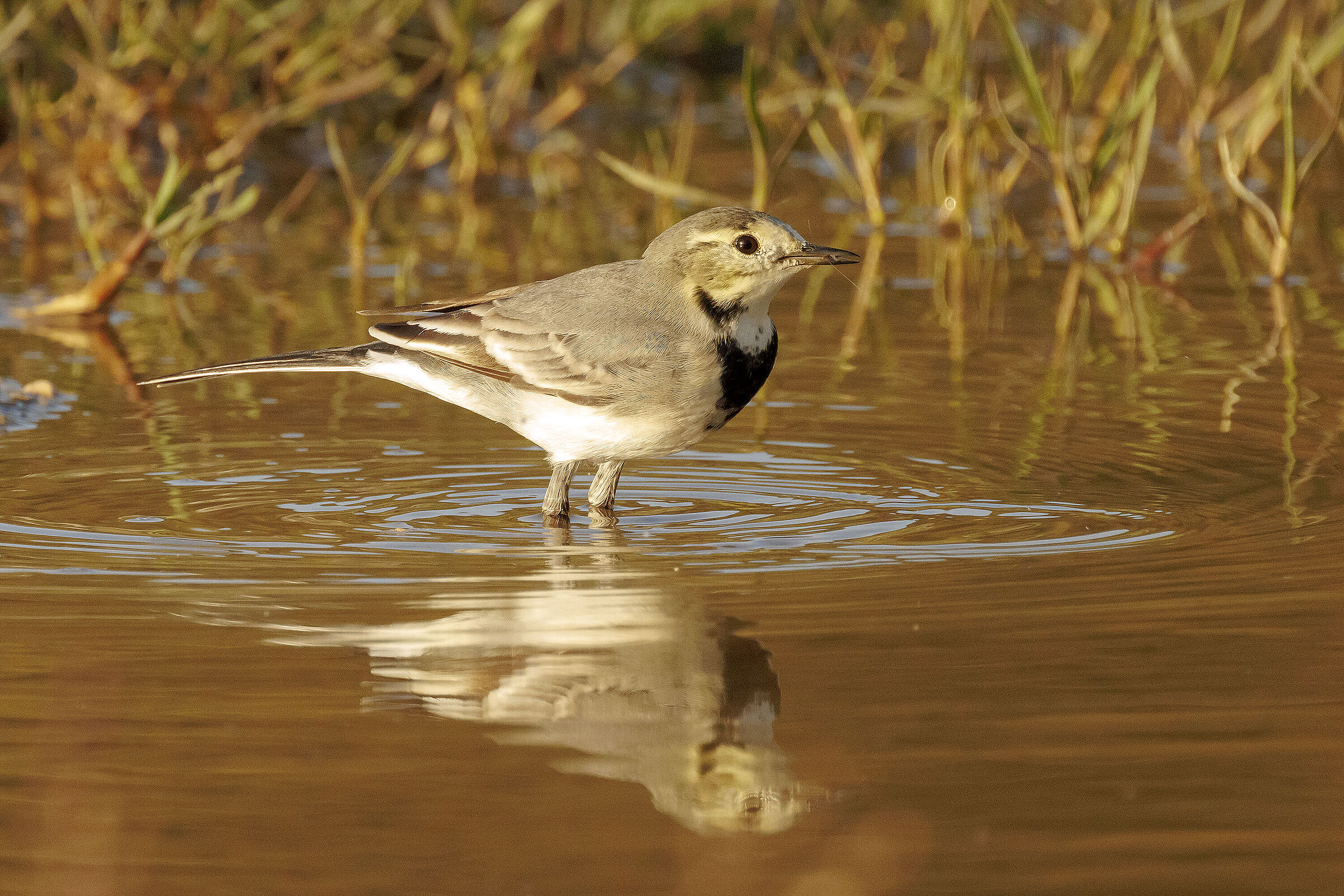 White wagtail