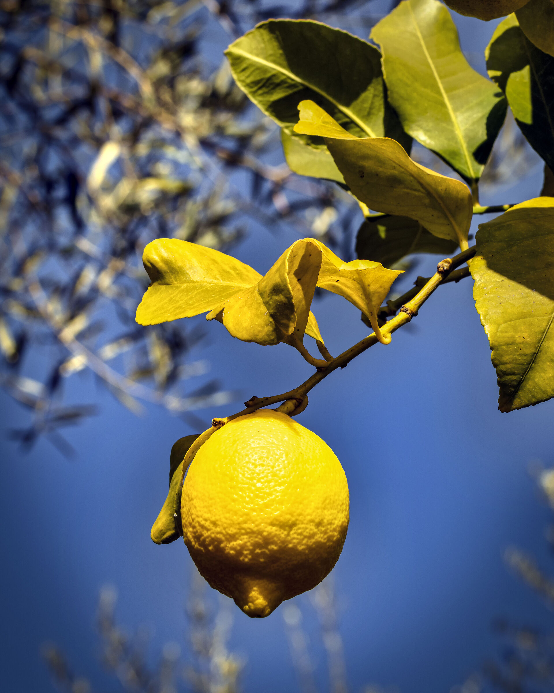 Lemon