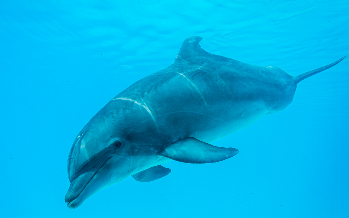 Dolphin