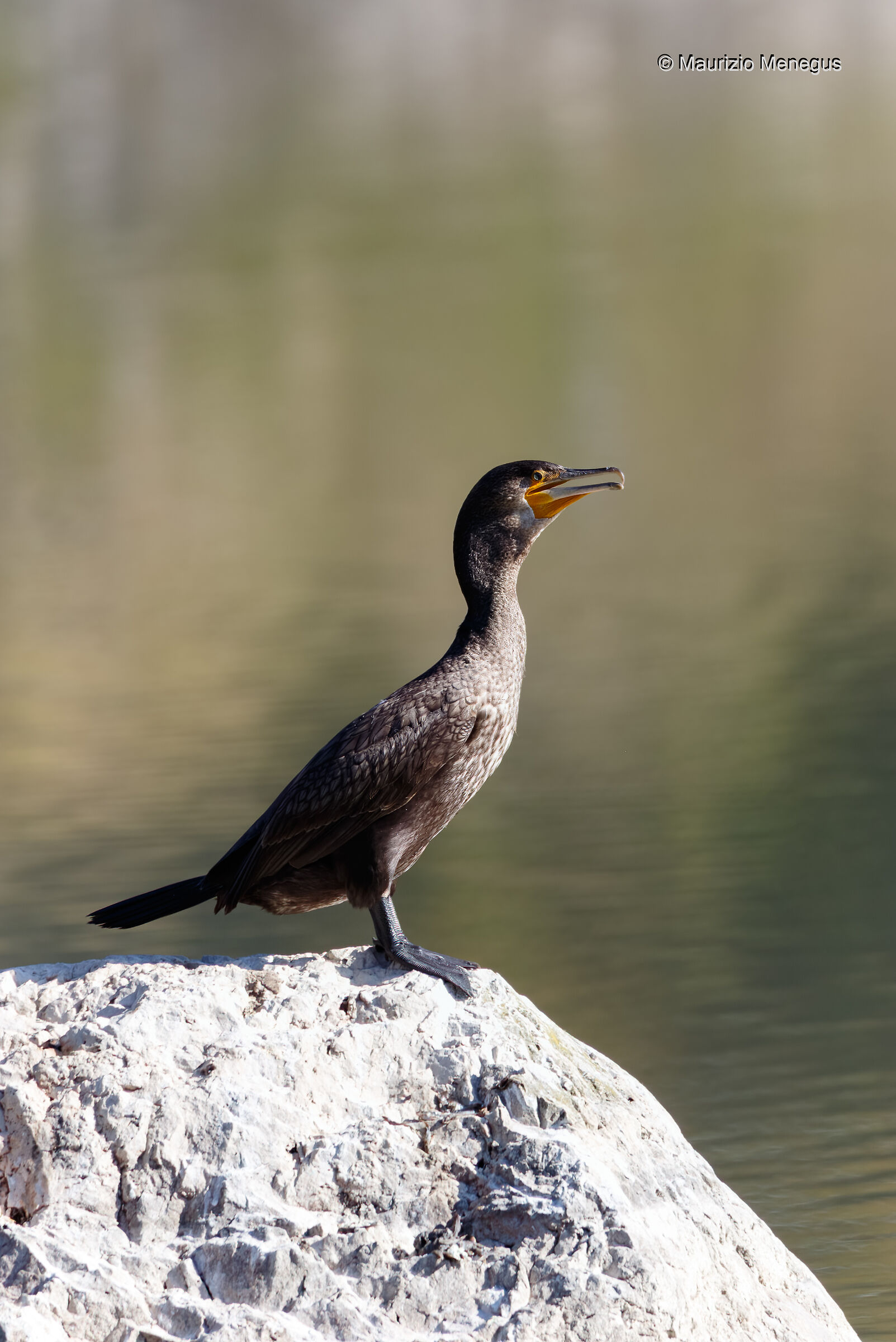 Cormorano