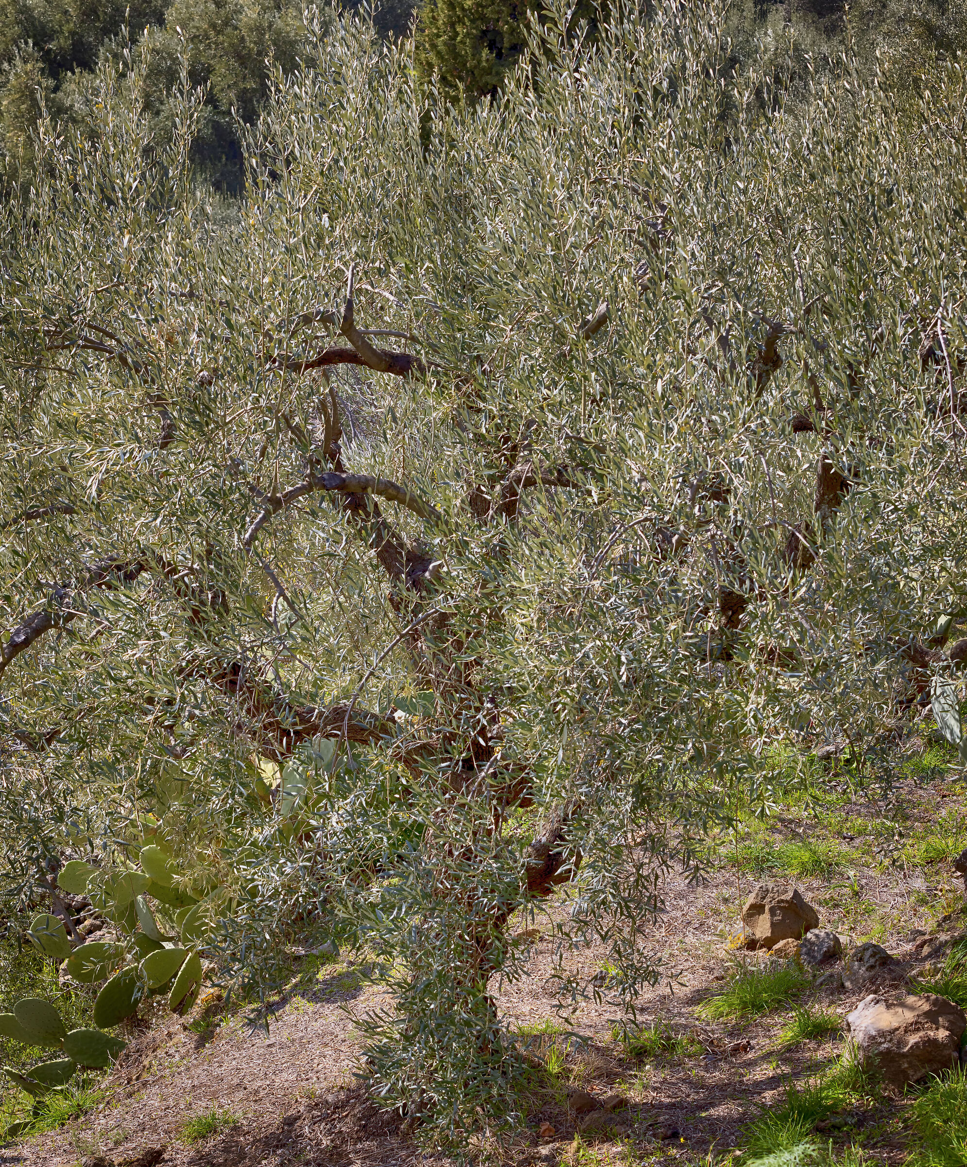 Olive tree