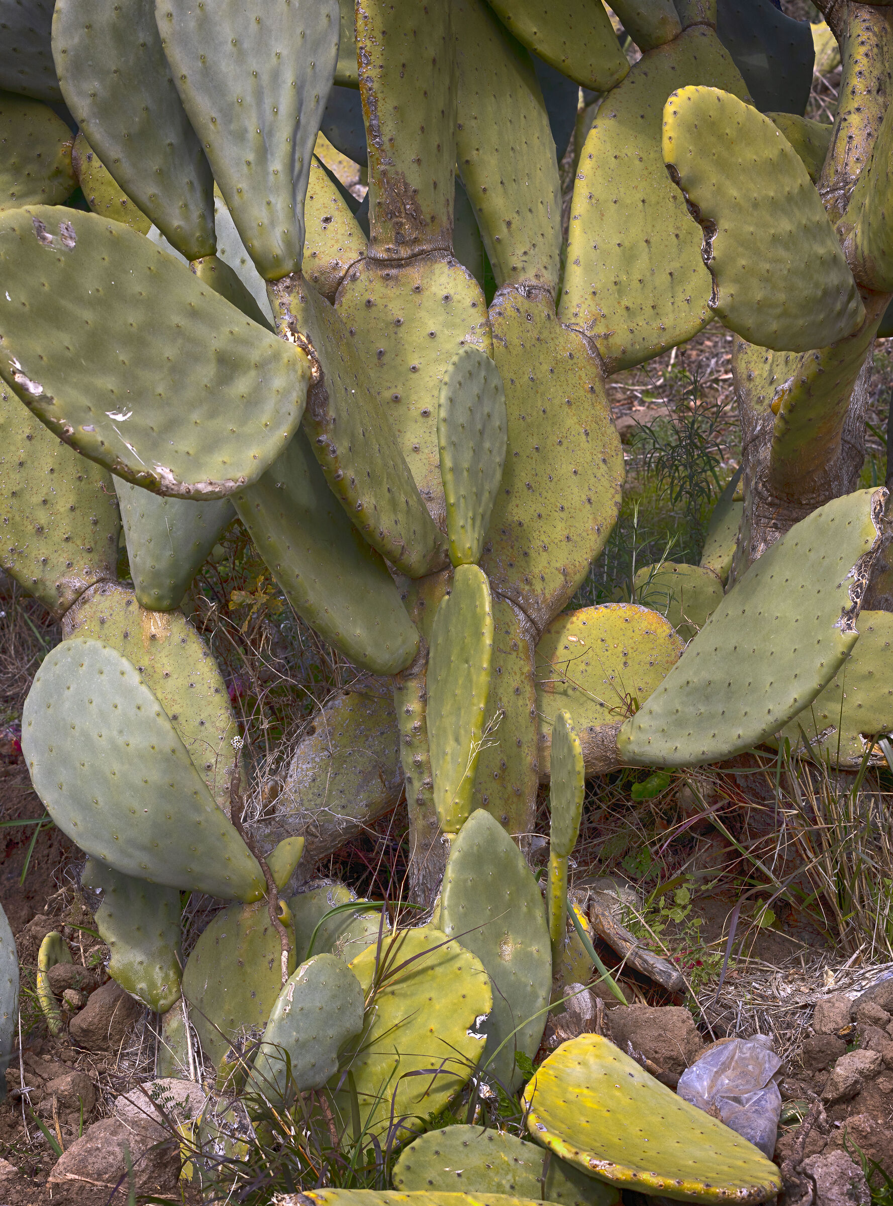 Succulent plant