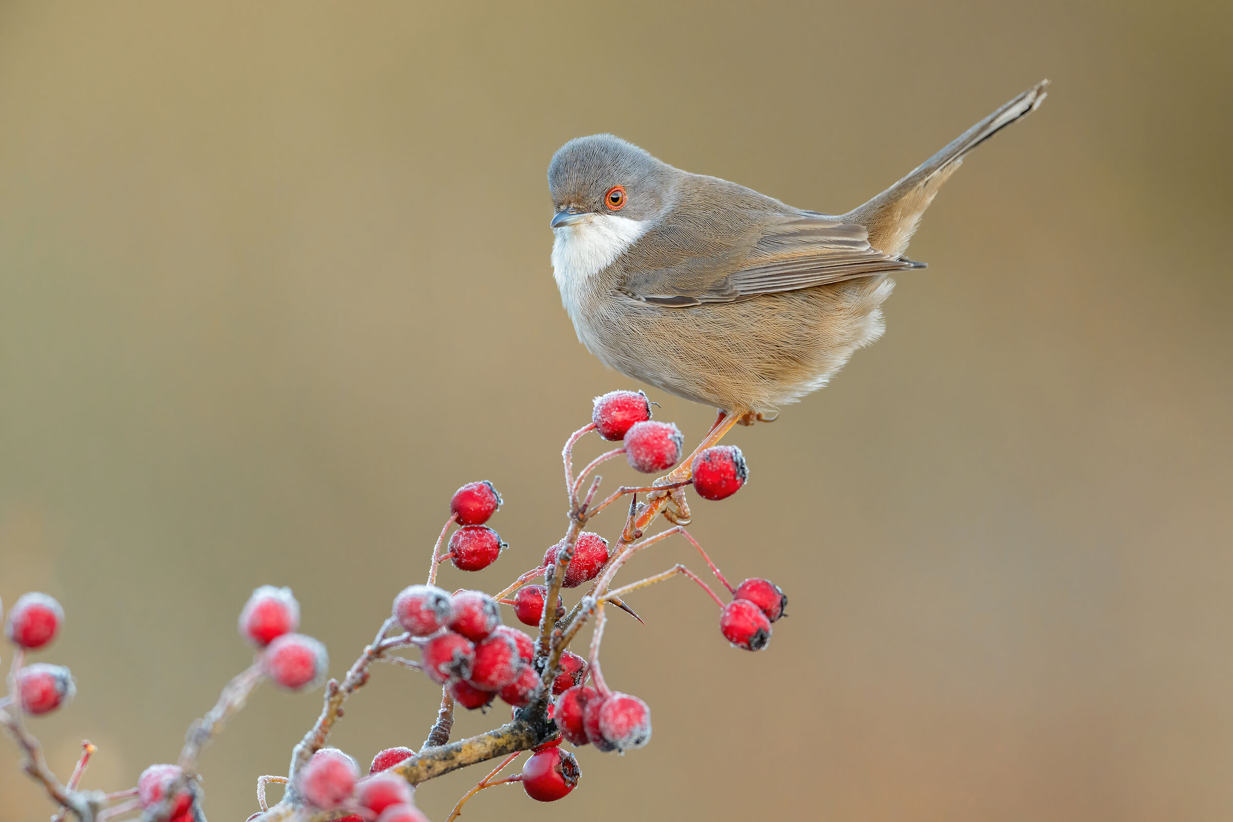 Occhiocotto sul biancospino