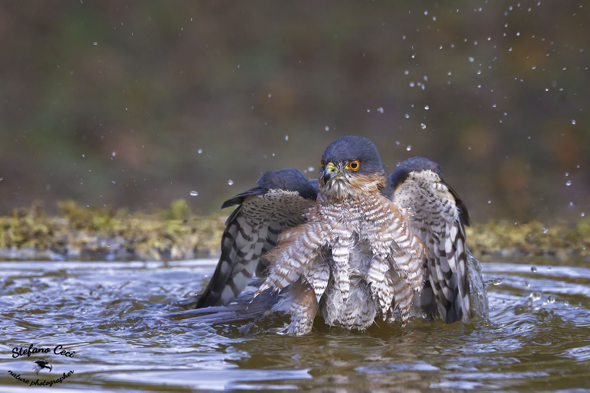 Male Sparrowhawk at the bath