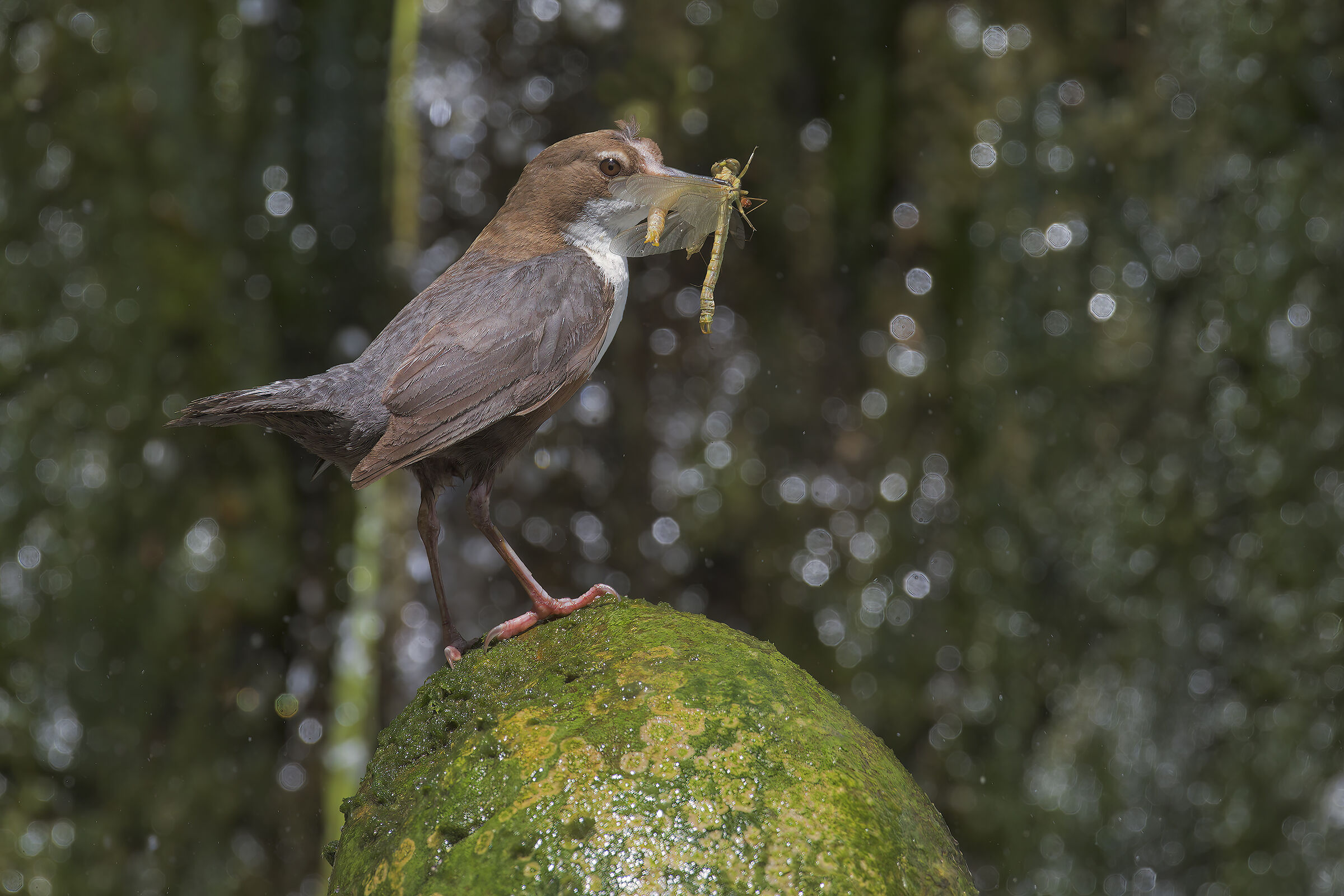 White-throated dipper