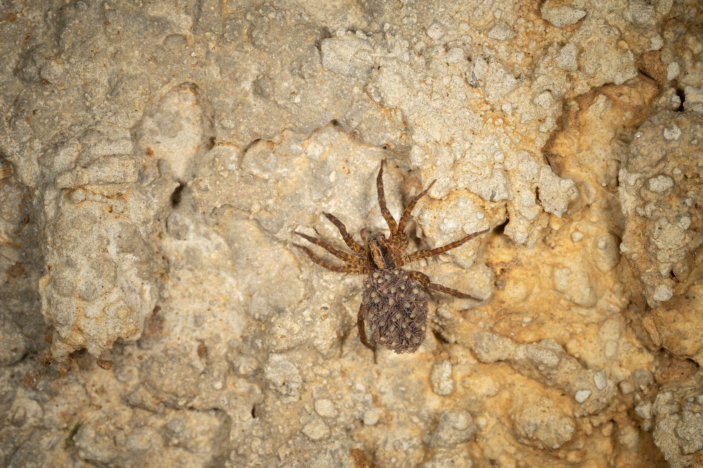 Hogna radiata con i piccoli