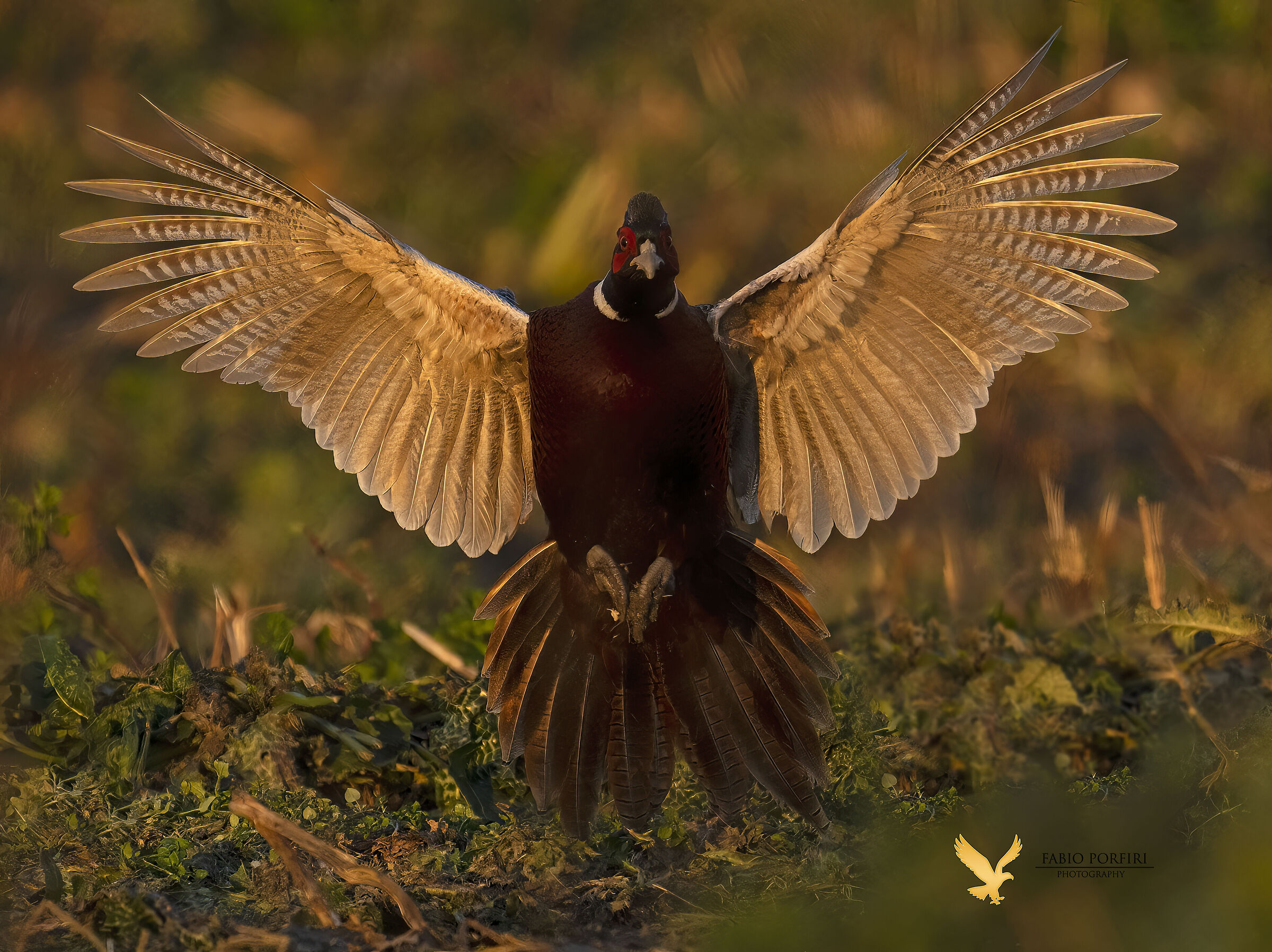 l'arrivo al tramonto
