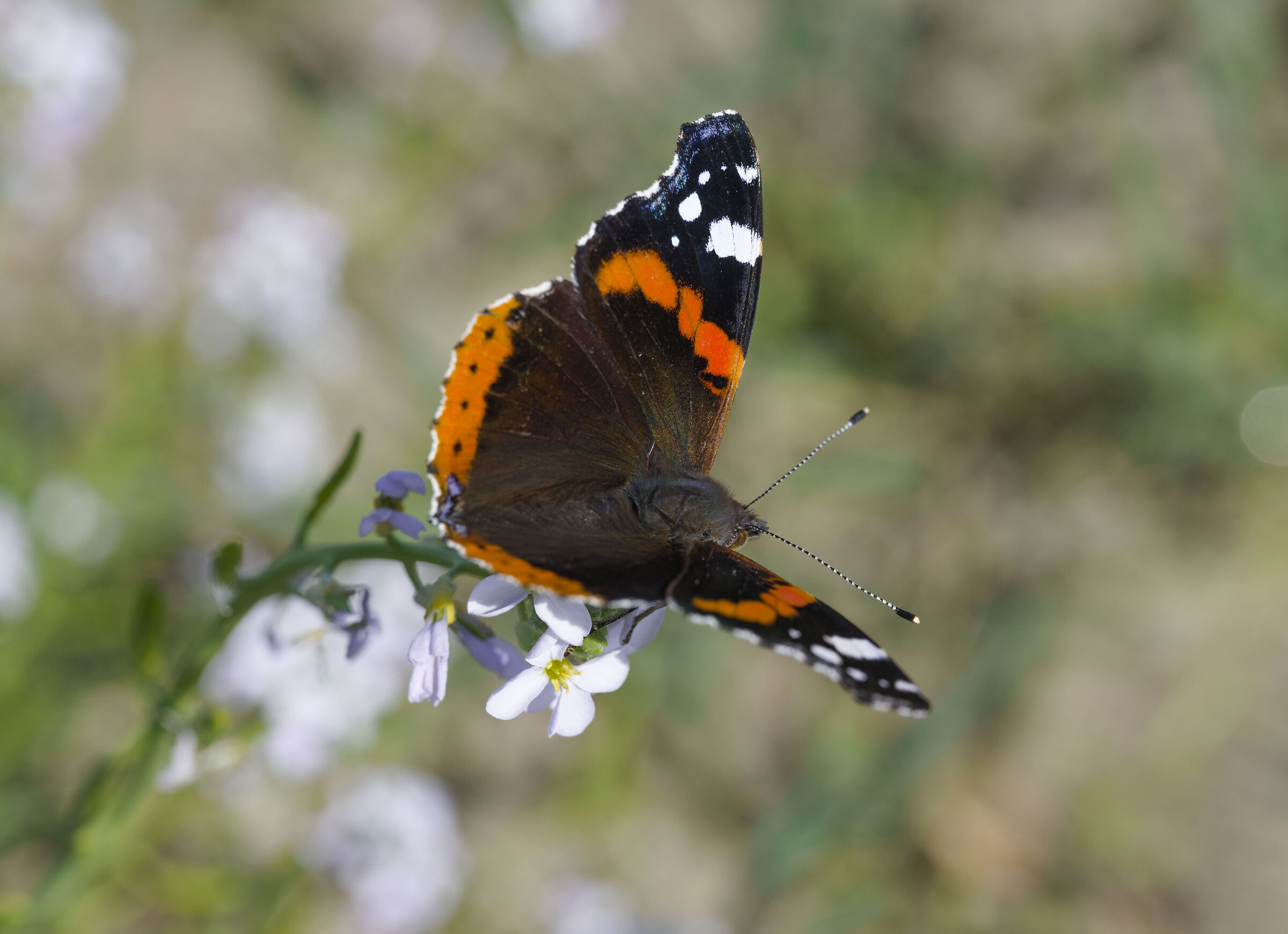 Vanessa atlanta