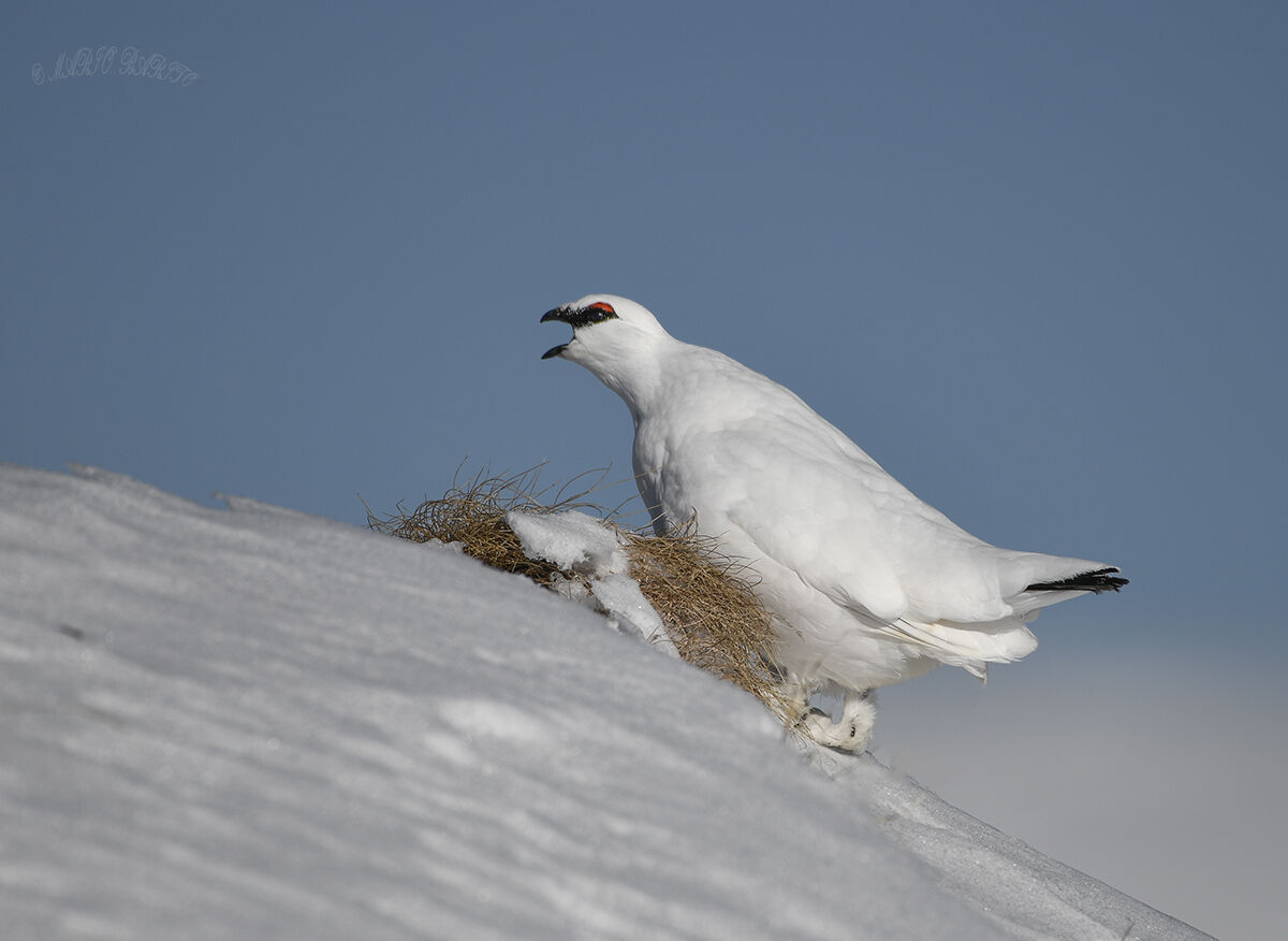 ptarmigan.. 10.February 2023.Ampezzo Dolomites