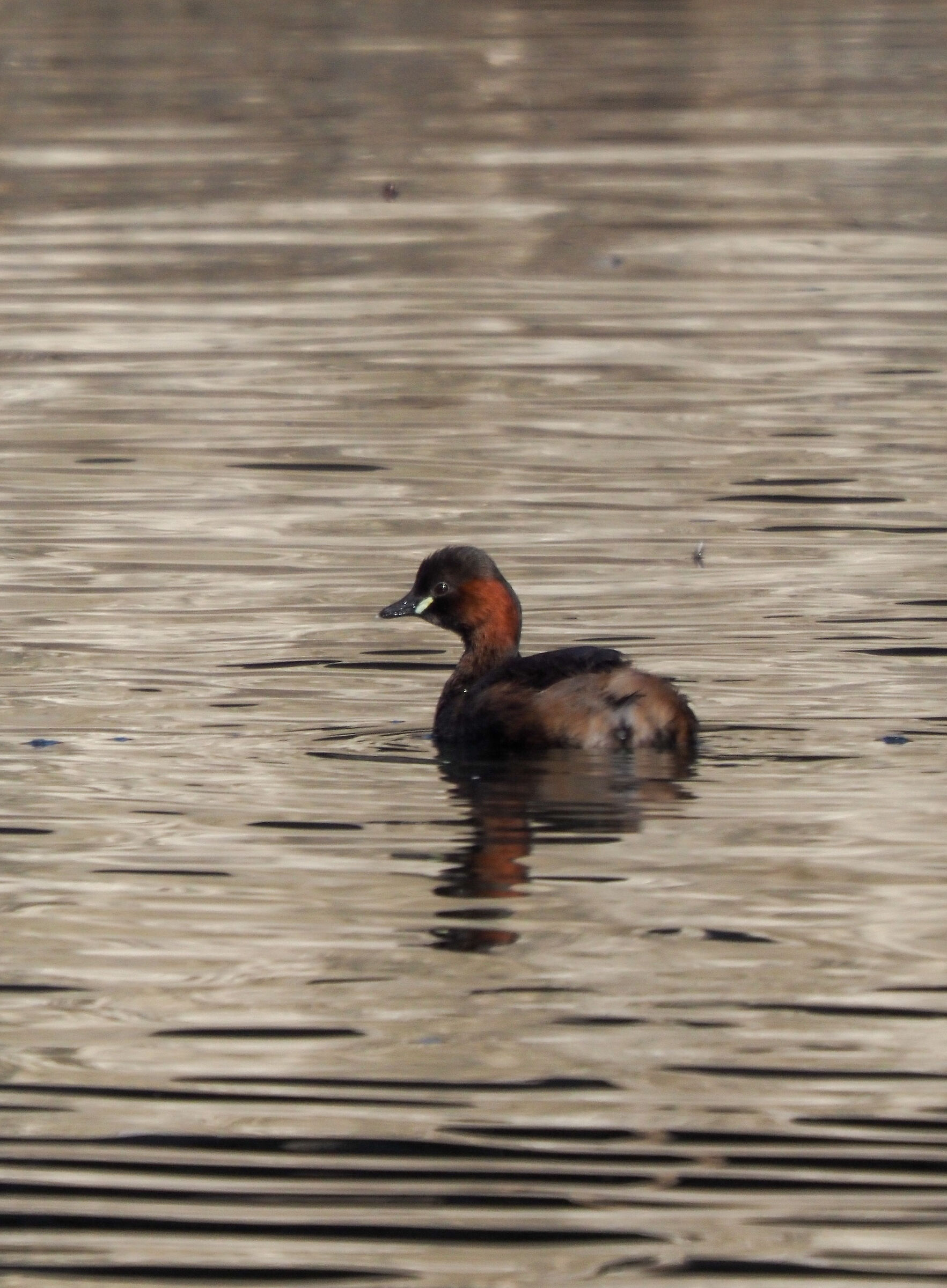Dabchick