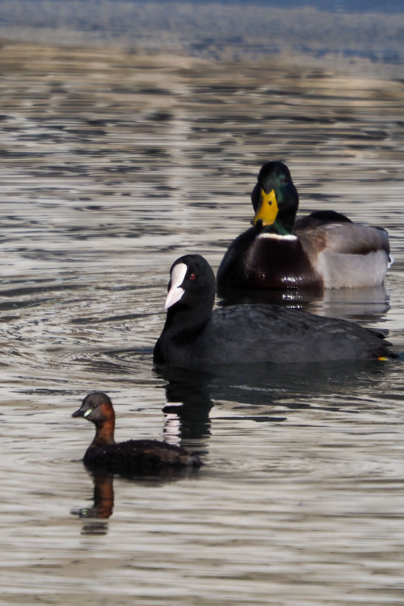 Ducks