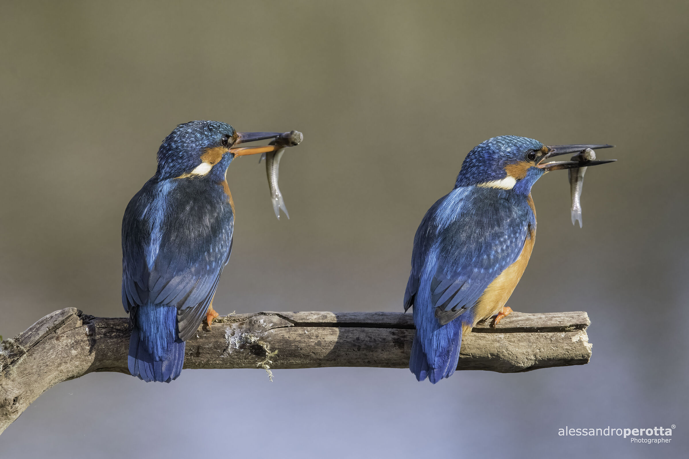 Alcedo atthis