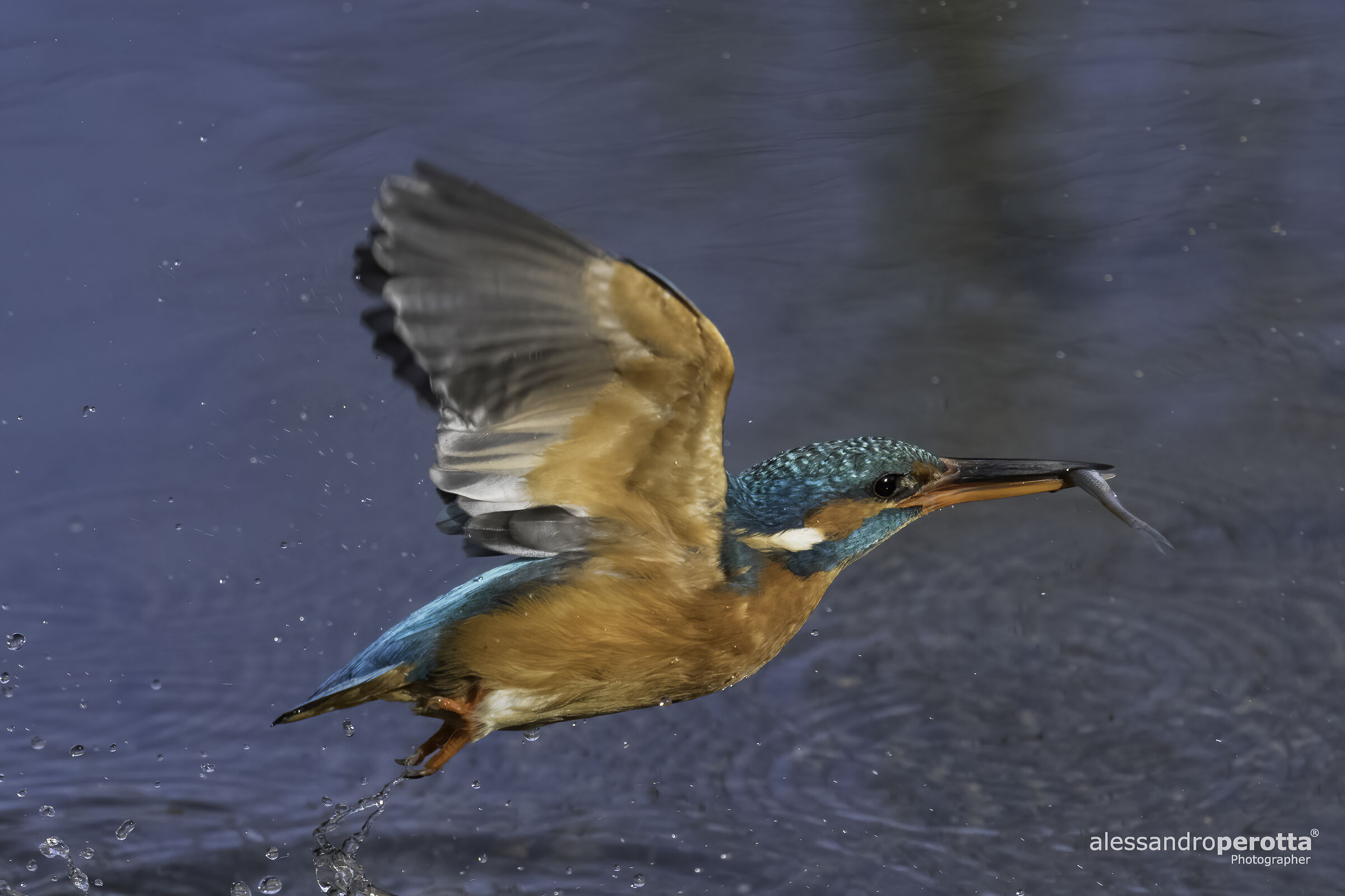 Alcedo atthis