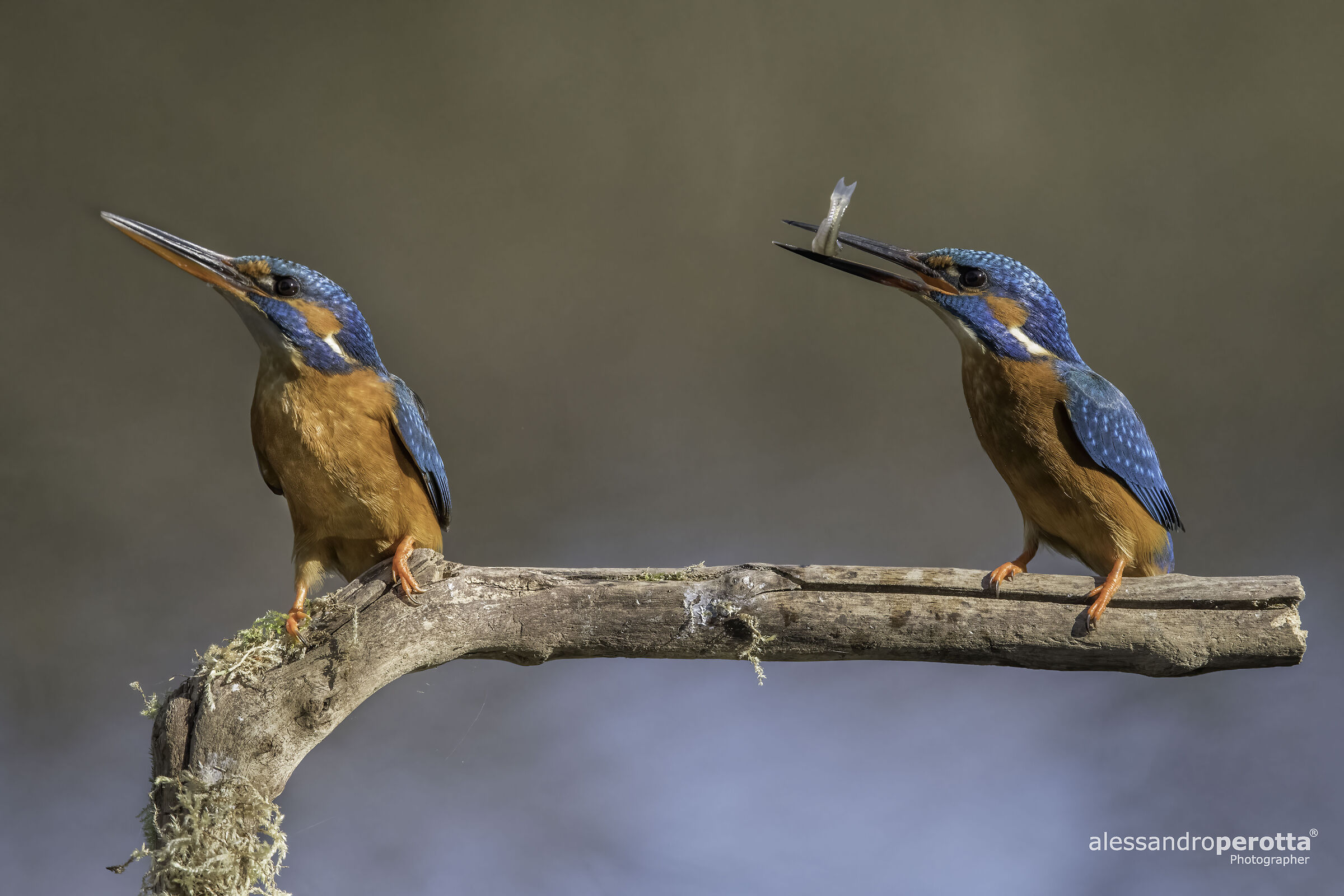 Alcedo atthis