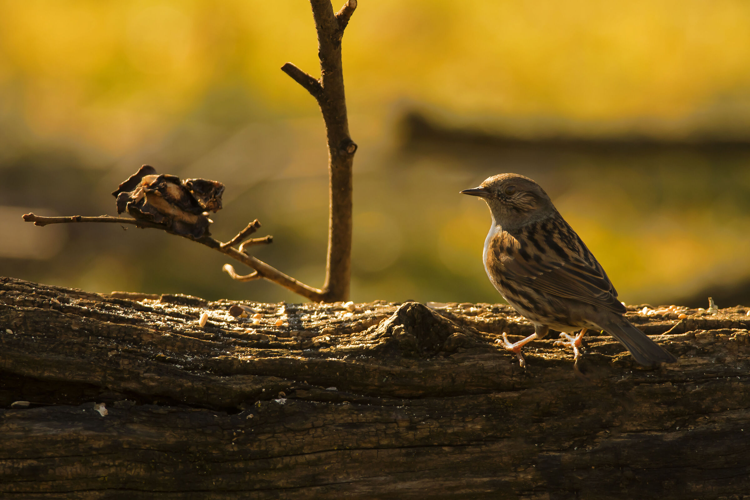 dunnock
