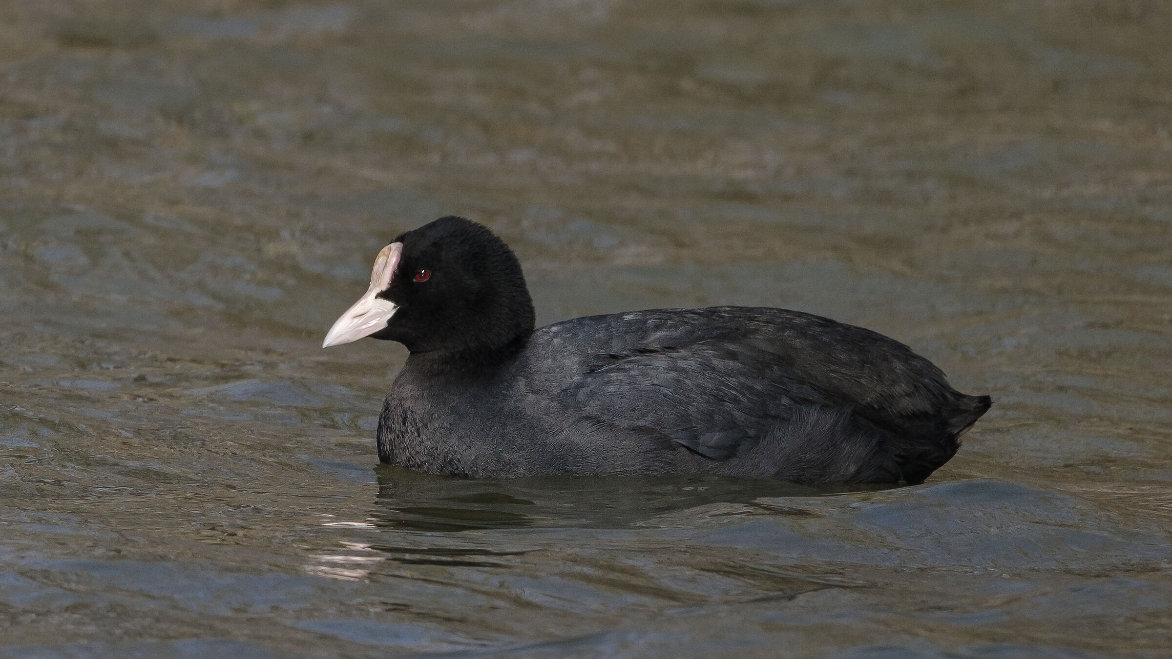 Fulica atra