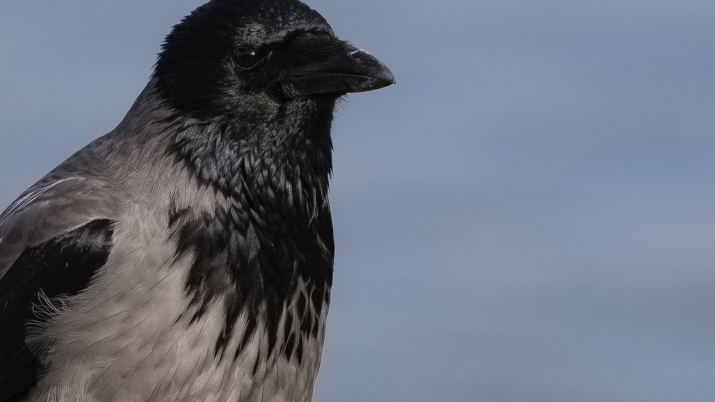 Corvus cornix