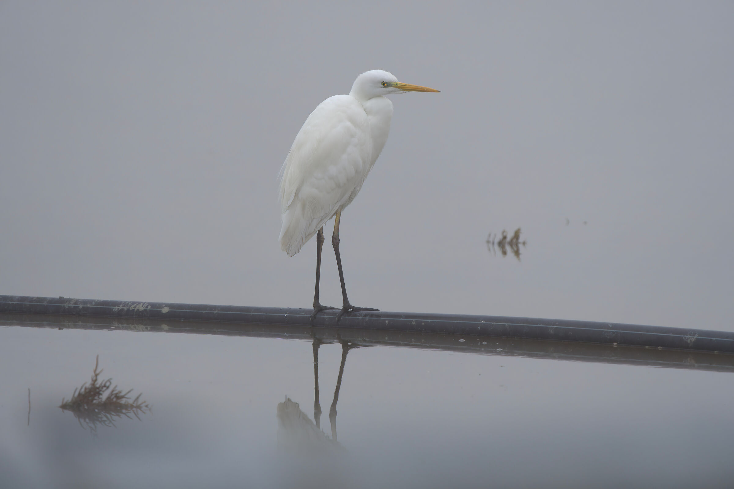 Great white heron
