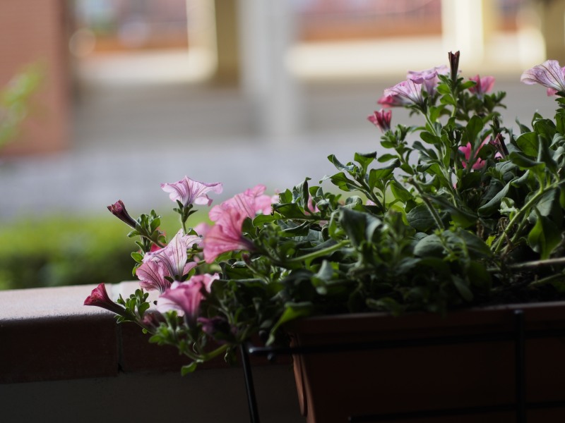 Test with Summicron 50 f2