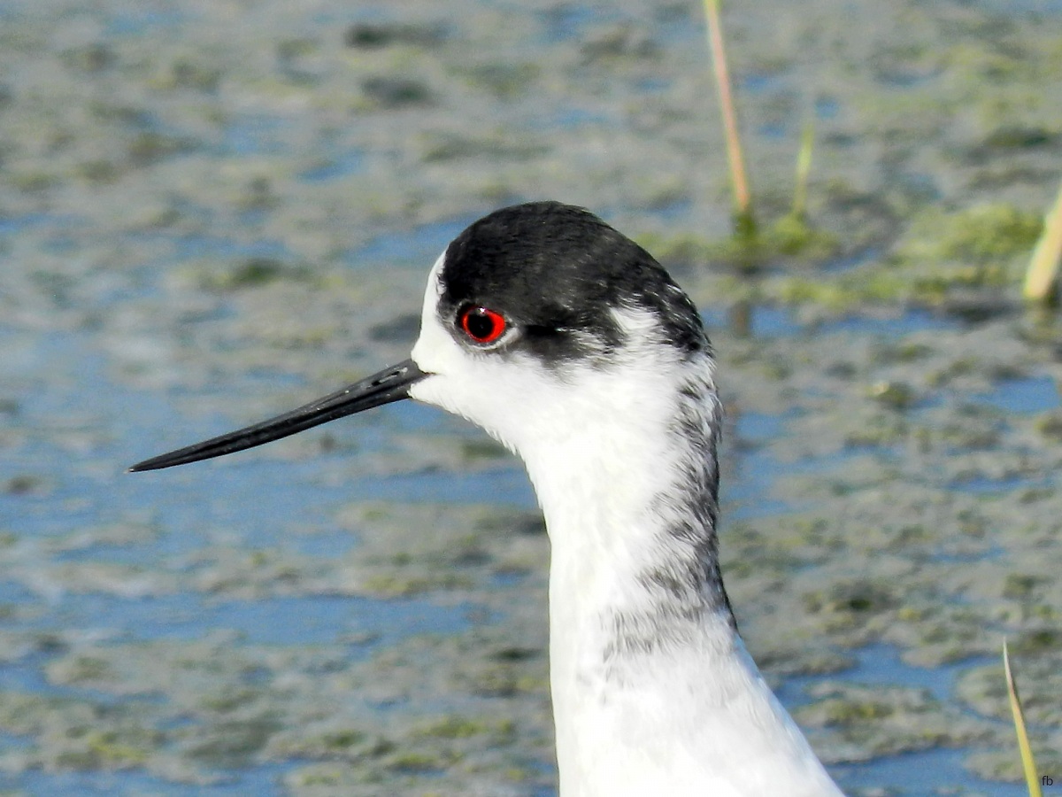 profilo del cavaliere