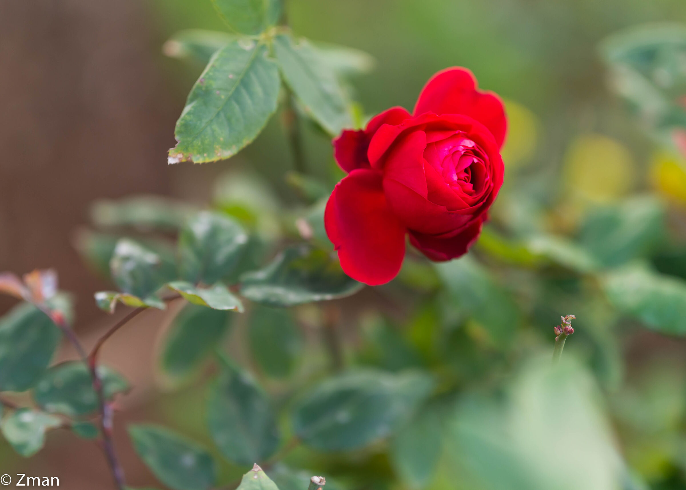 Rosa Rossa