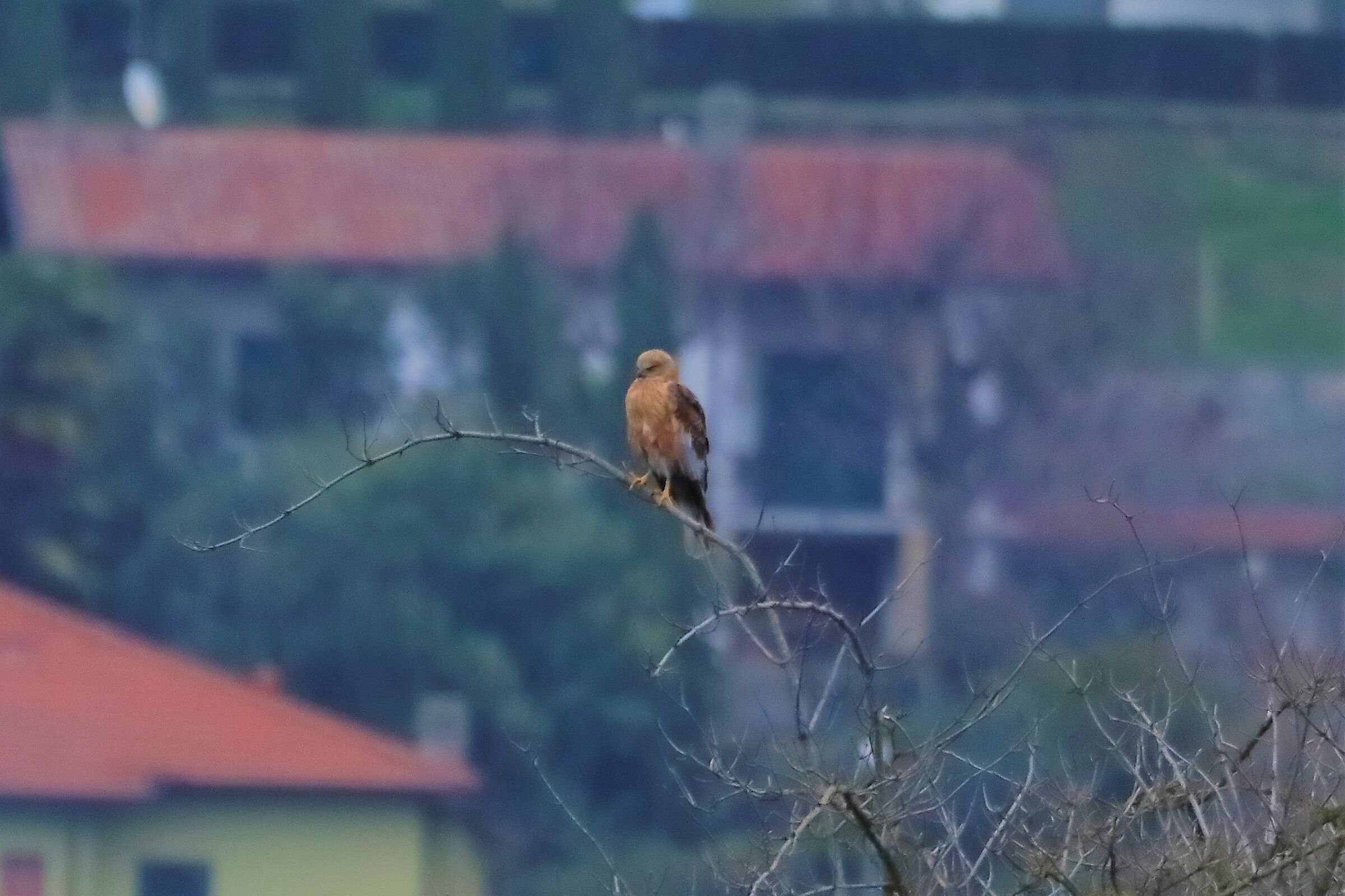 Falco di palude 14-12-2022