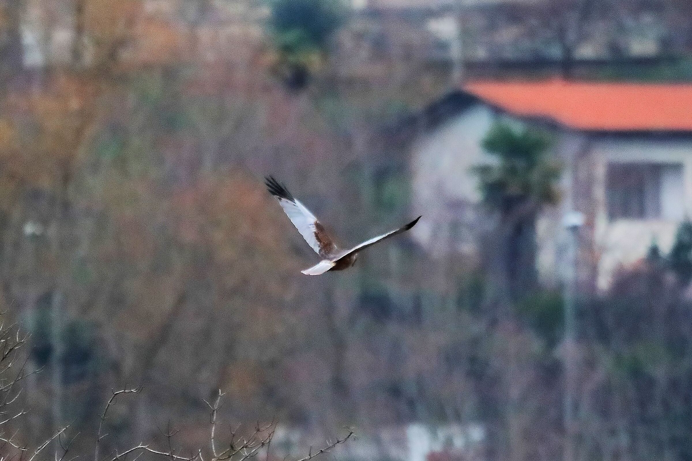 Falco di palude 14-12-2022