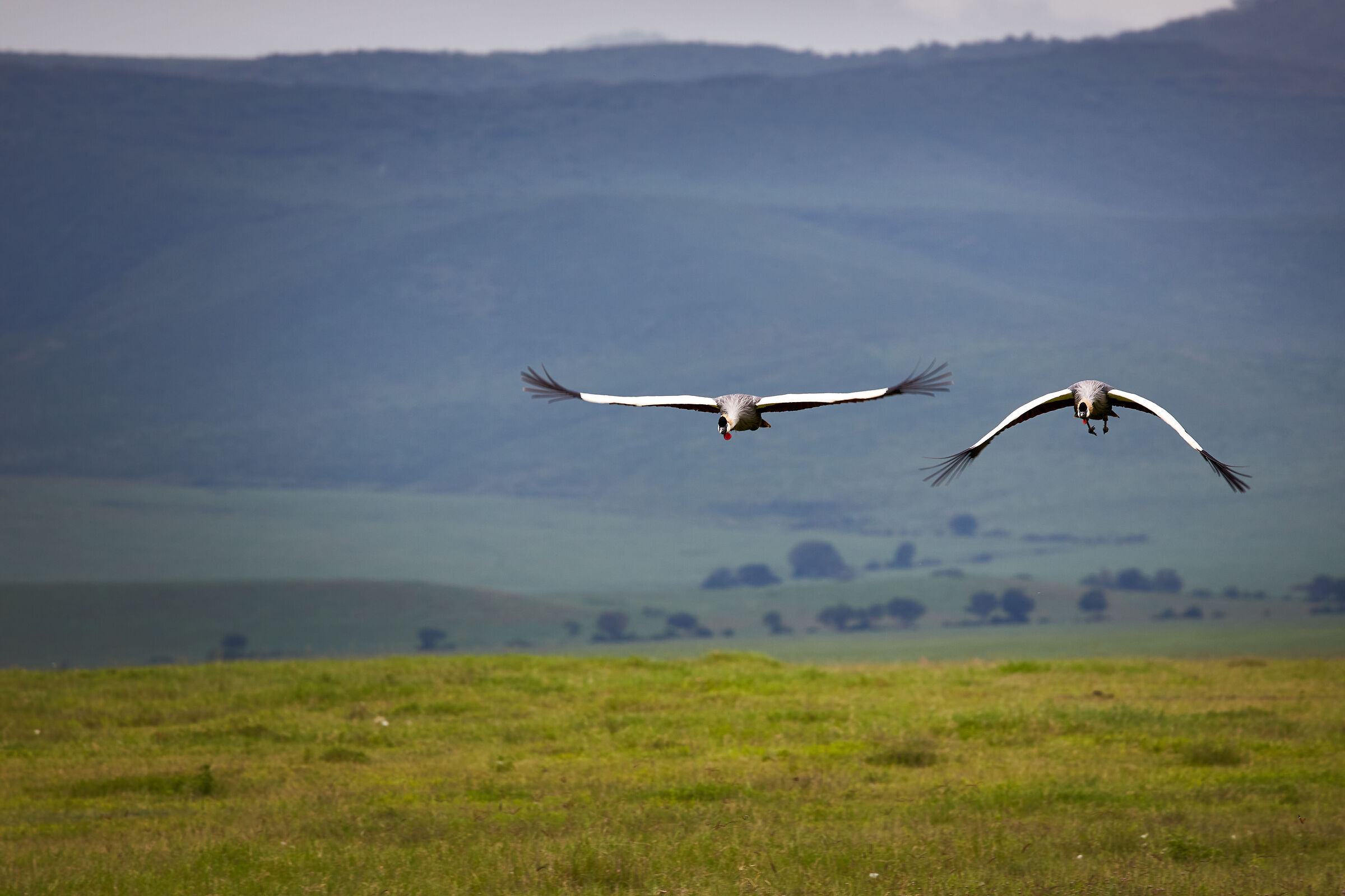 Gru Coronate Ngorongoro