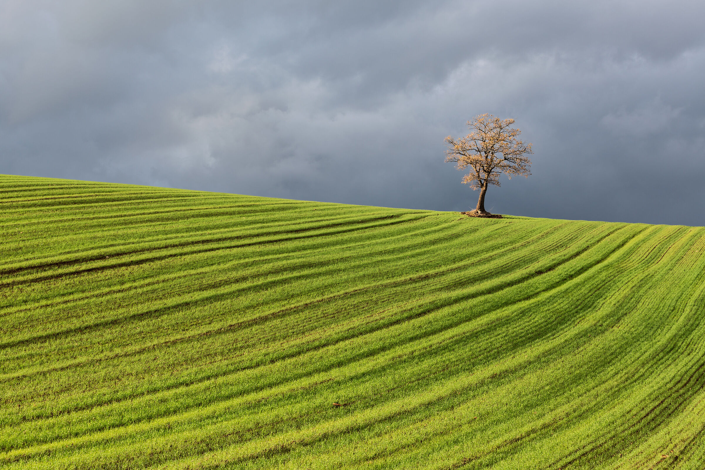 Solitaire 1 - Basilisk Campaign