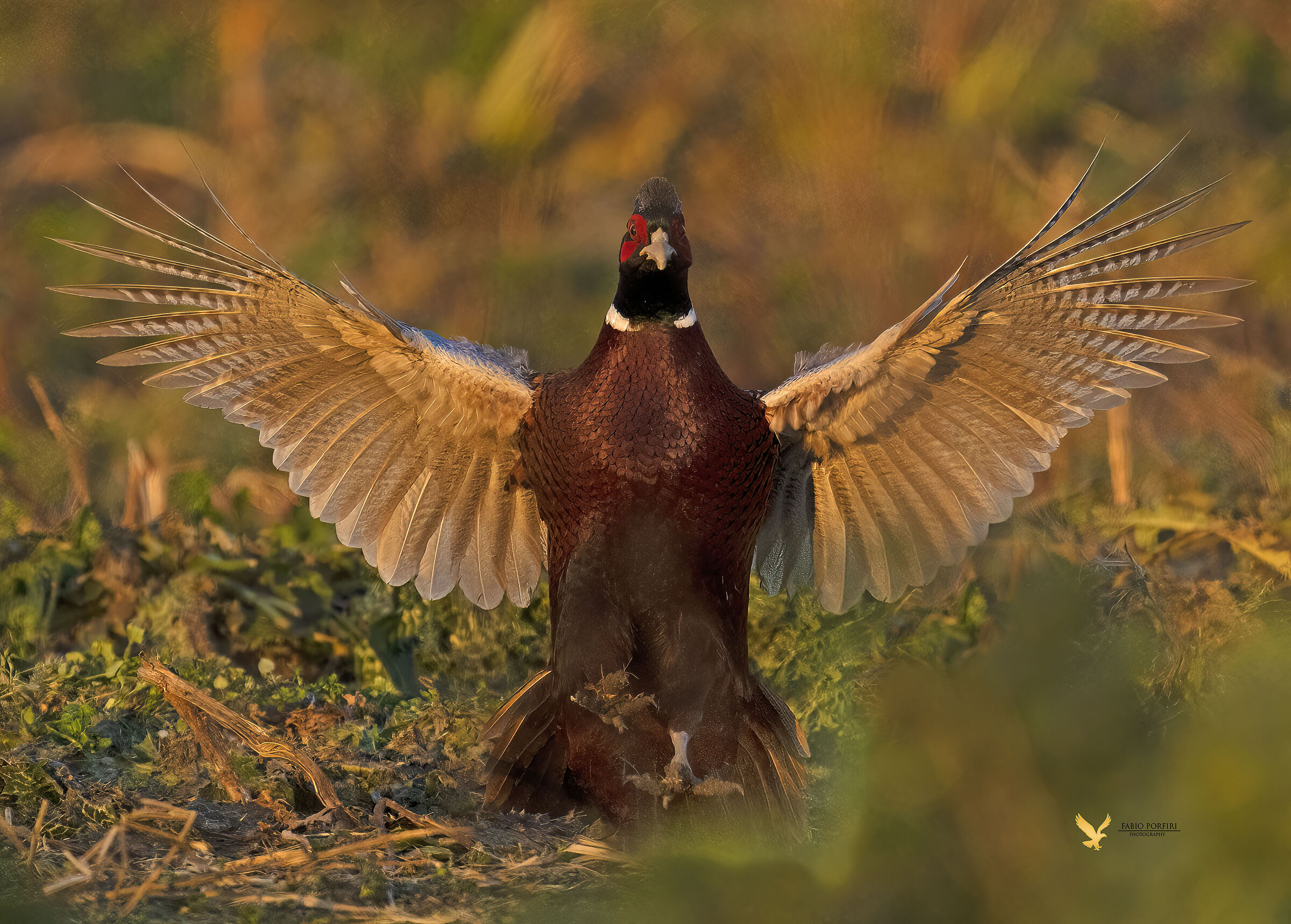 l'ultimo raggio di sole