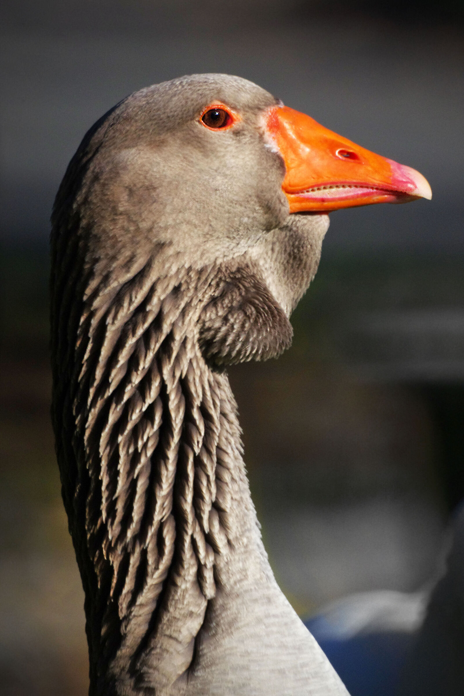Occhio ... ti vedo !!!