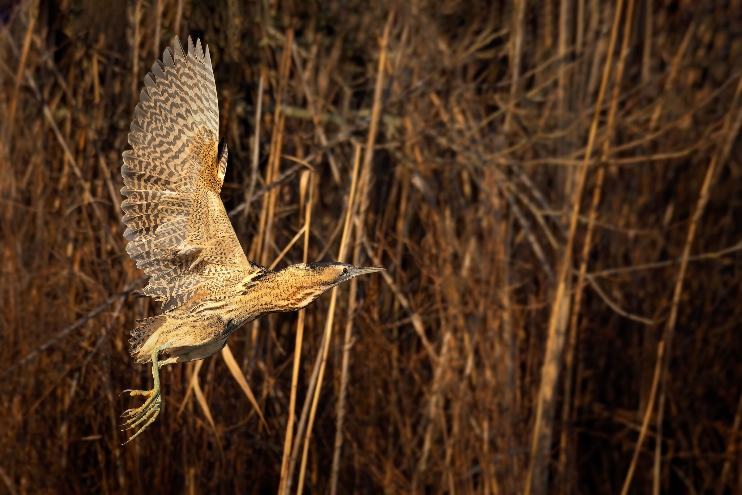 Incontri nel Parco del Mincio (mn)